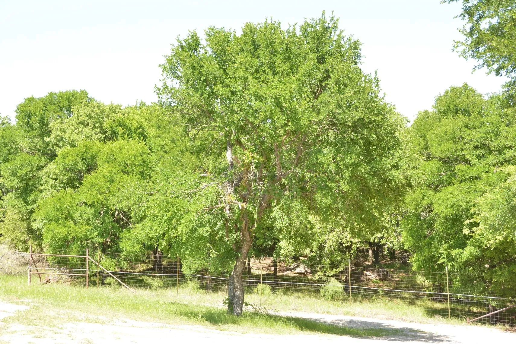 Single Family Residence For Sale in Wise County , 138 PR 3417, Bridgeport, Texas 76426, 3 Bedrooms, 2 Bathrooms, 3 Garage spaces, 1,750 Sqft, built in 1985, Price $1,900,000, mls#21267022, Real Estate Agent in Bridgeport, Homes For Sale in Wise county, Homes For Sale in Bridgeport, Realtor in Bridgeport Texas, Real Estate Brokerage Independent Realty Texas, Luminita Cordes Realtor