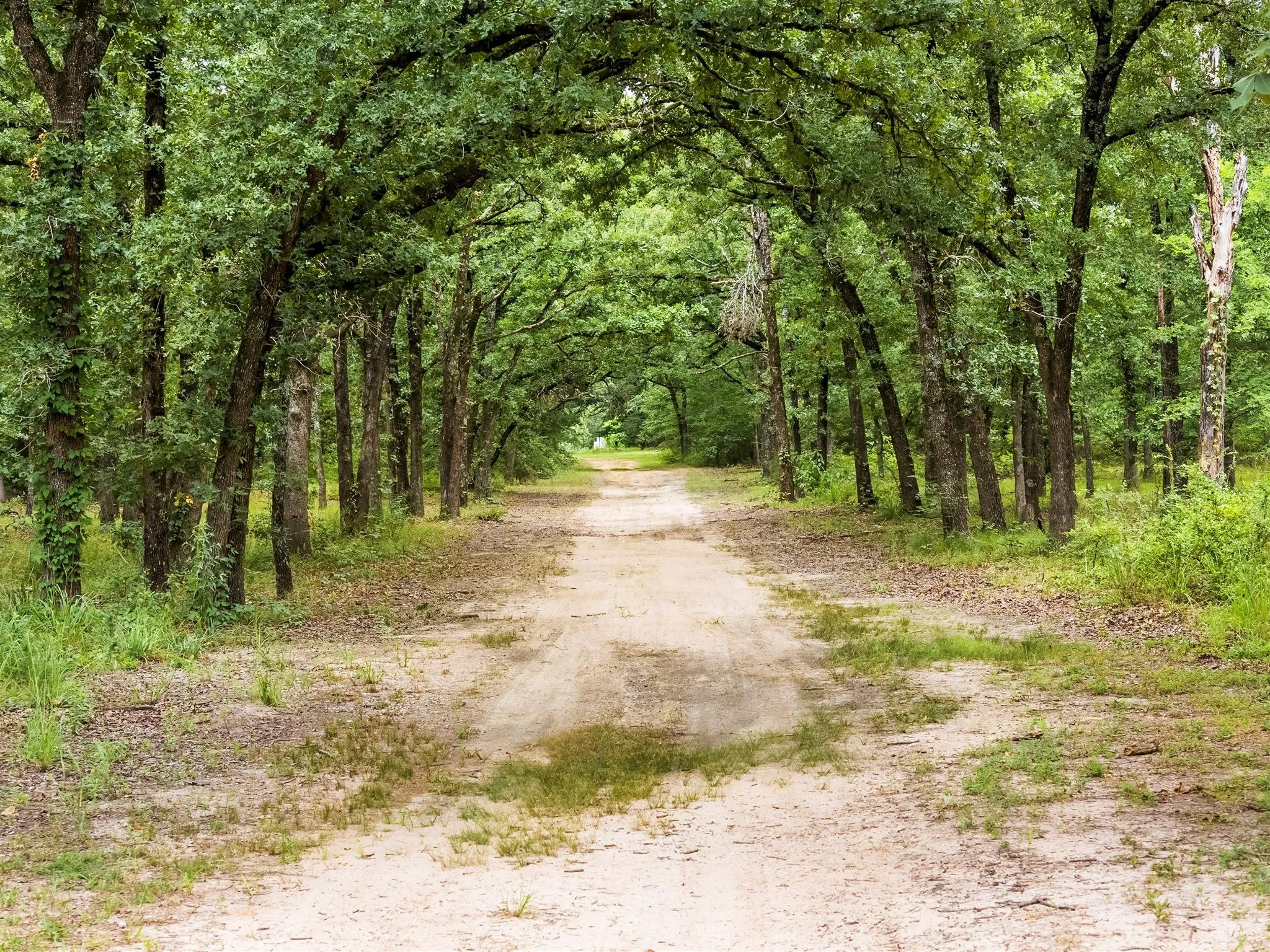 Dirt path traversing a dense, verdant wooded area