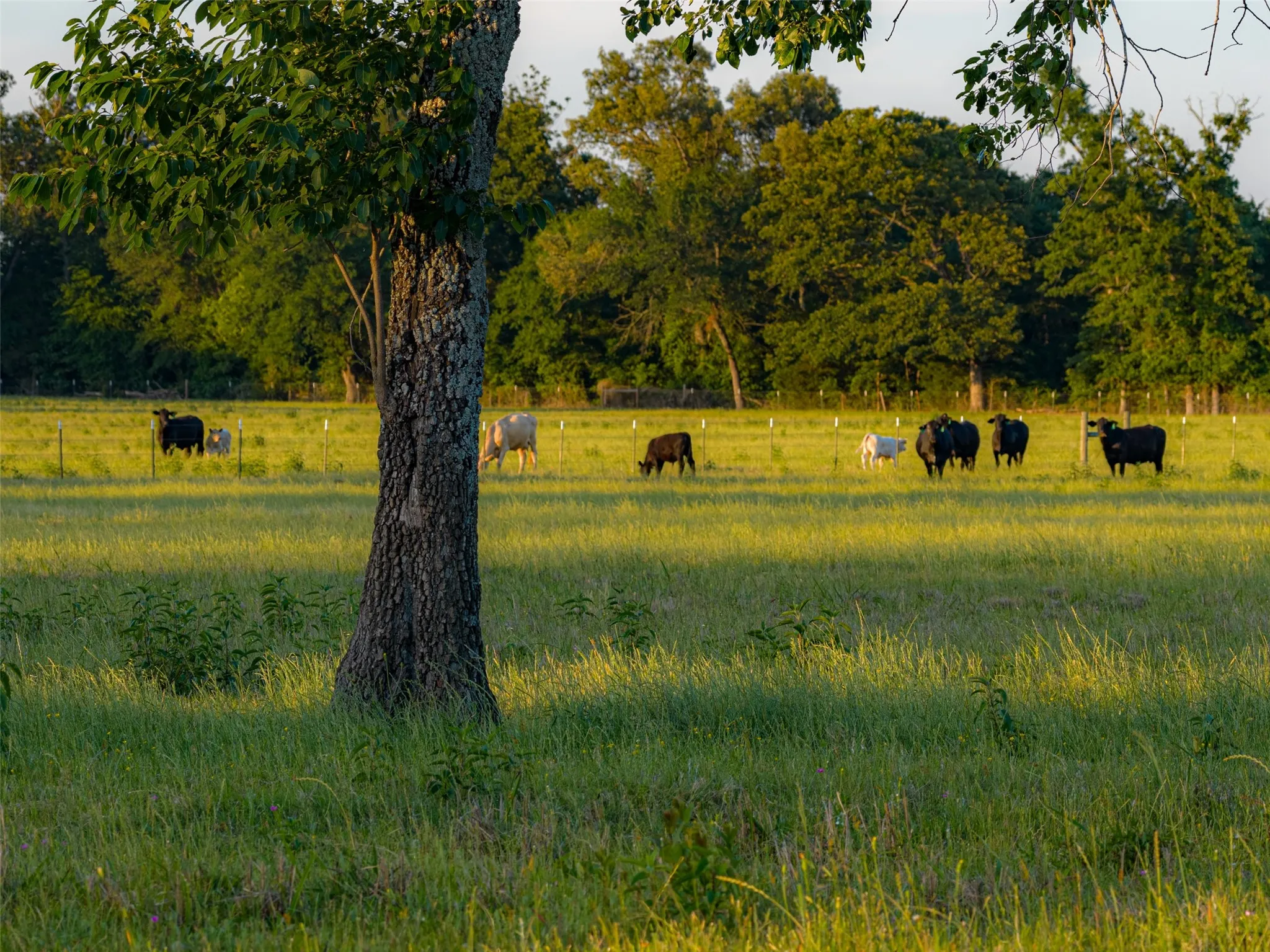 Farm For Sale in Van Zandt County , 1423 Fm 1653, Ben Wheeler, Texas 75754, 2 Bedrooms, 2 Bathrooms, Garage spaces, 1,440 Sqft, built in 2019, Price $2,349,500, mls#21274029, Real Estate Agent in Ben Wheeler, Homes For Sale in Van Zandt county, Homes For Sale in Ben Wheeler, Realtor in Ben Wheeler Texas, Real Estate Brokerage Independent Realty Texas, Luminita Cordes Realtor