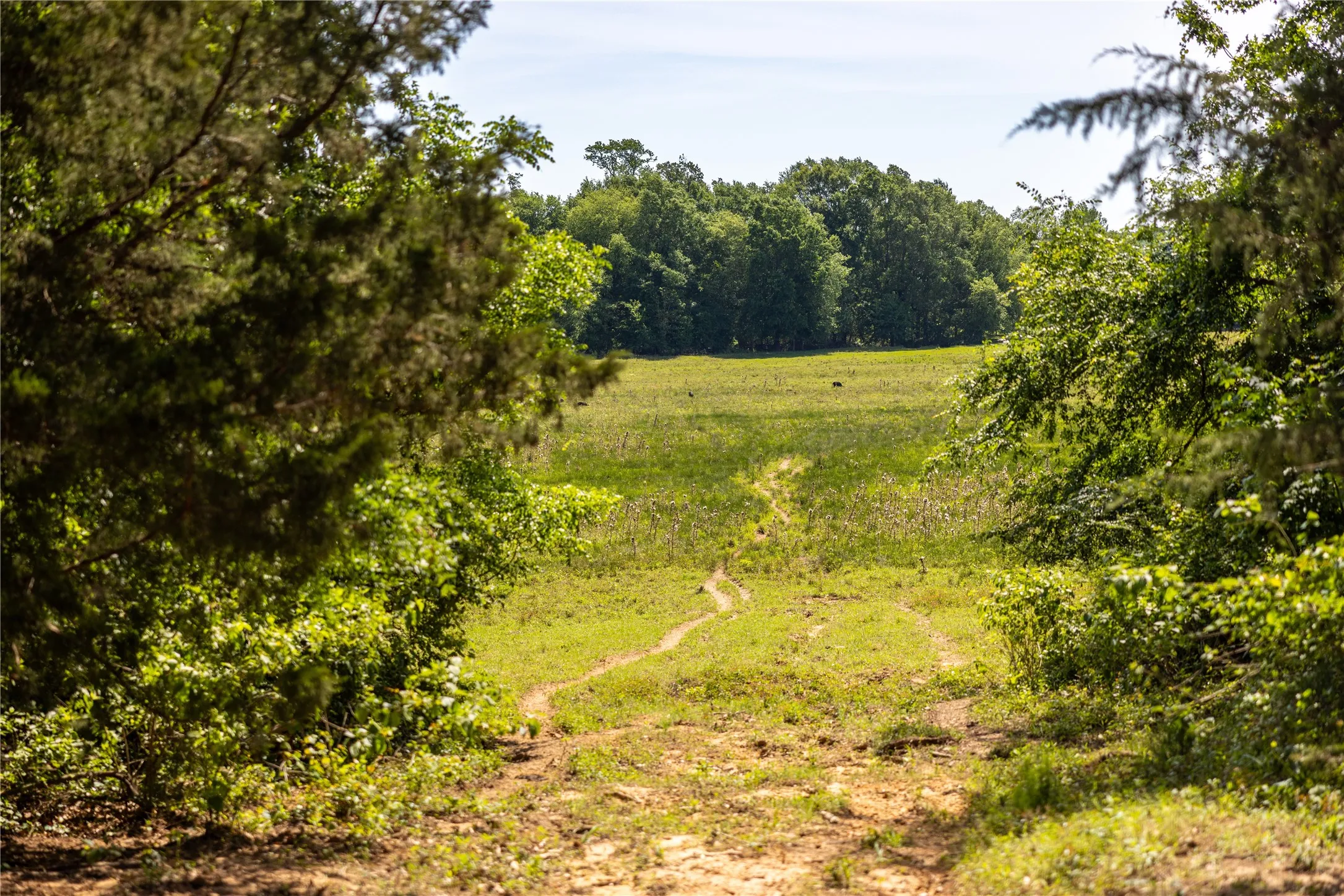 Ranch For Sale in Upshur County , 13888 FM 556, Pittsburg, Texas 75686, 0, 0, Garage spaces, 0 Sqft, built in 0, Price $850,000, mls#21274100, Real Estate Agent in Pittsburg, Homes For Sale in Upshur county, Homes For Sale in Pittsburg, Realtor in Pittsburg Texas, Real Estate Brokerage Independent Realty Texas, Luminita Cordes Realtor