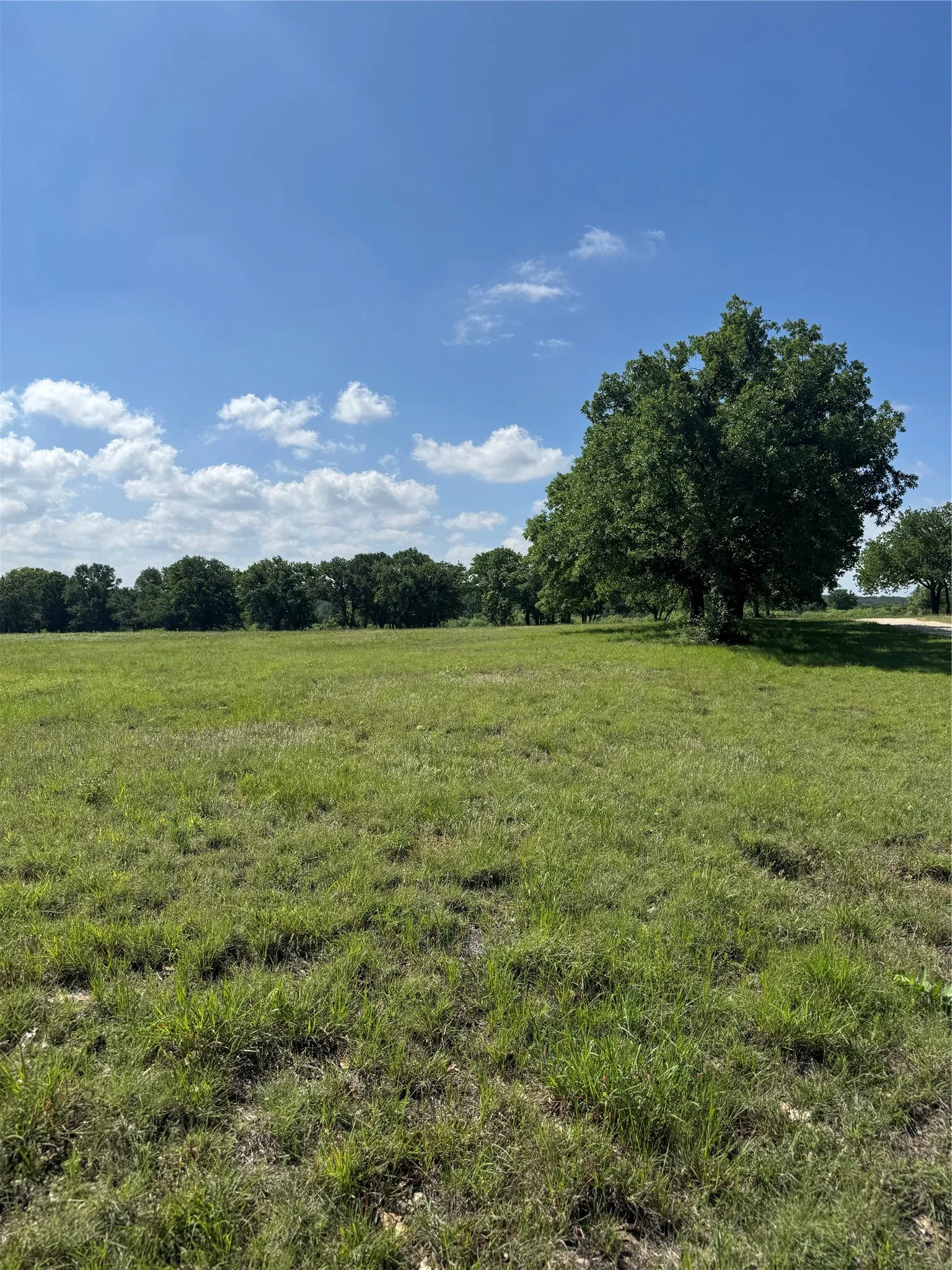 Expansive open land with a large mature tree