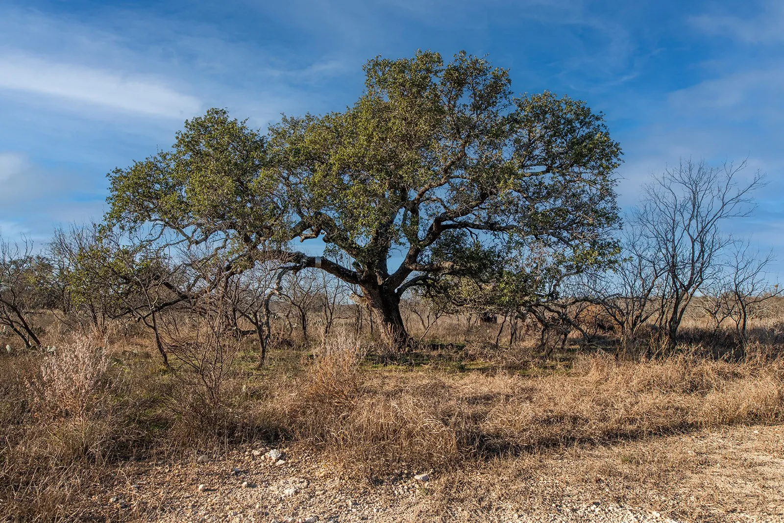 Improved Land For Sale in Mc Culloch County , 371 Axis Court, Melvin, Texas 76858, 0, 0, Garage spaces, 0 Sqft, built in 2025, mls#21274540, Real Estate Agent in Melvin, Homes For Sale in Mc Culloch county, Homes For Sale in Melvin, Realtor in Melvin Texas, Real Estate Brokerage Independent Realty Texas, Luminita Cordes Realtor