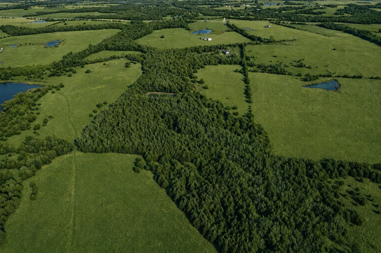 AI altered grass color and trees (we took original photos in winter)