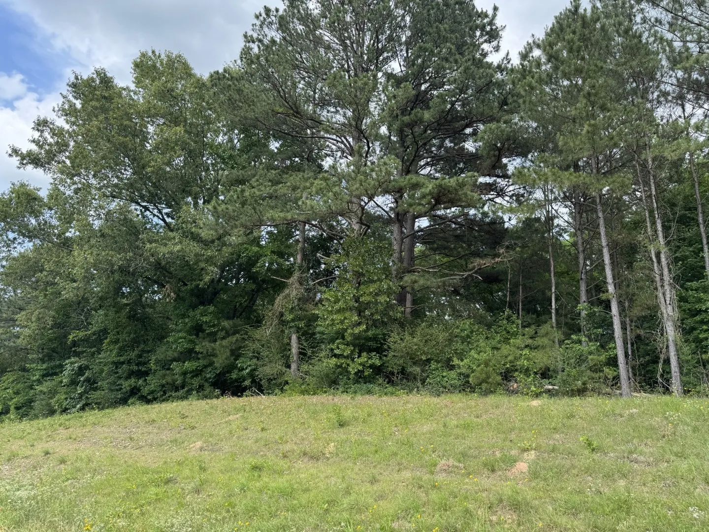 Unimproved Land For Sale in Upshur County , TBD HWY 259, Diana, Texas 75640, 0, 0, Garage spaces, 0 Sqft, built in 0, Price $474,750, mls#21274744, Real Estate Agent in Diana, Homes For Sale in Upshur county, Homes For Sale in Diana, Realtor in Diana Texas, Real Estate Brokerage Independent Realty Texas, Luminita Cordes Realtor