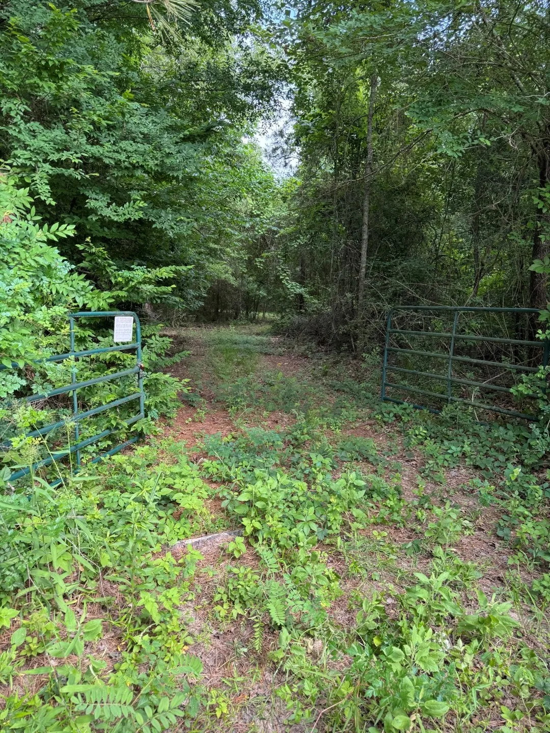 Unimproved Land For Sale in Upshur County , TBD HWY 259, Diana, Texas 75640, 0, 0, Garage spaces, 0 Sqft, built in 0, Price $474,750, mls#21274744, Real Estate Agent in Diana, Homes For Sale in Upshur county, Homes For Sale in Diana, Realtor in Diana Texas, Real Estate Brokerage Independent Realty Texas, Luminita Cordes Realtor