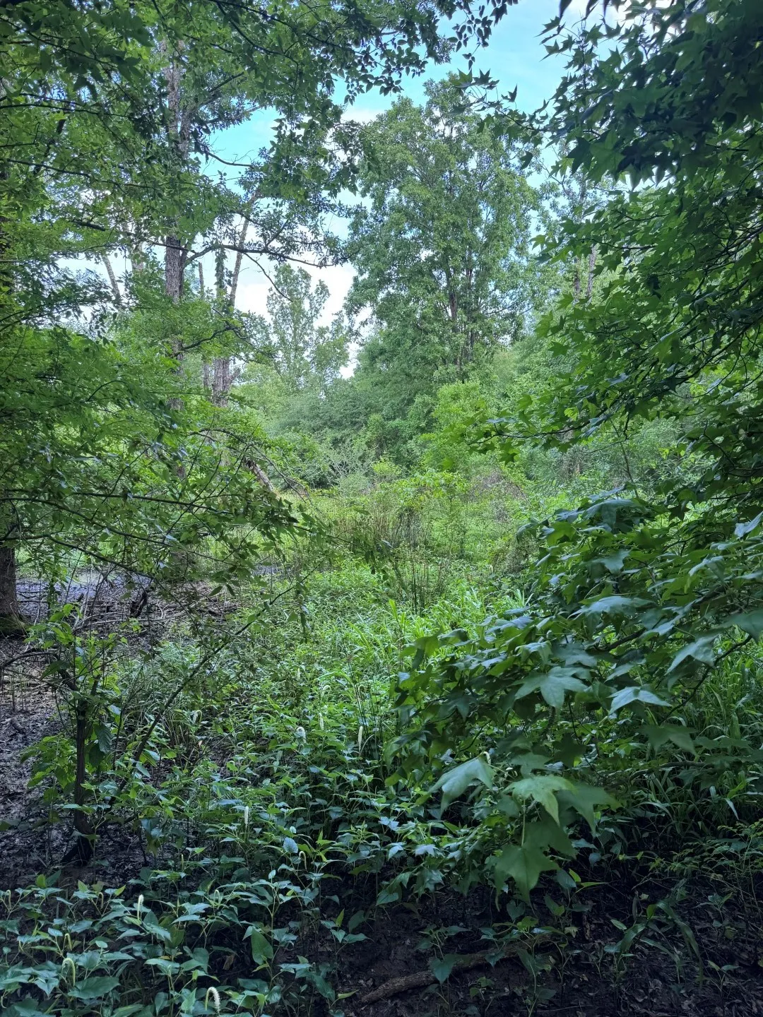 Unimproved Land For Sale in Upshur County , TBD HWY 259, Diana, Texas 75640, 0, 0, Garage spaces, 0 Sqft, built in 0, Price $474,750, mls#21274744, Real Estate Agent in Diana, Homes For Sale in Upshur county, Homes For Sale in Diana, Realtor in Diana Texas, Real Estate Brokerage Independent Realty Texas, Luminita Cordes Realtor