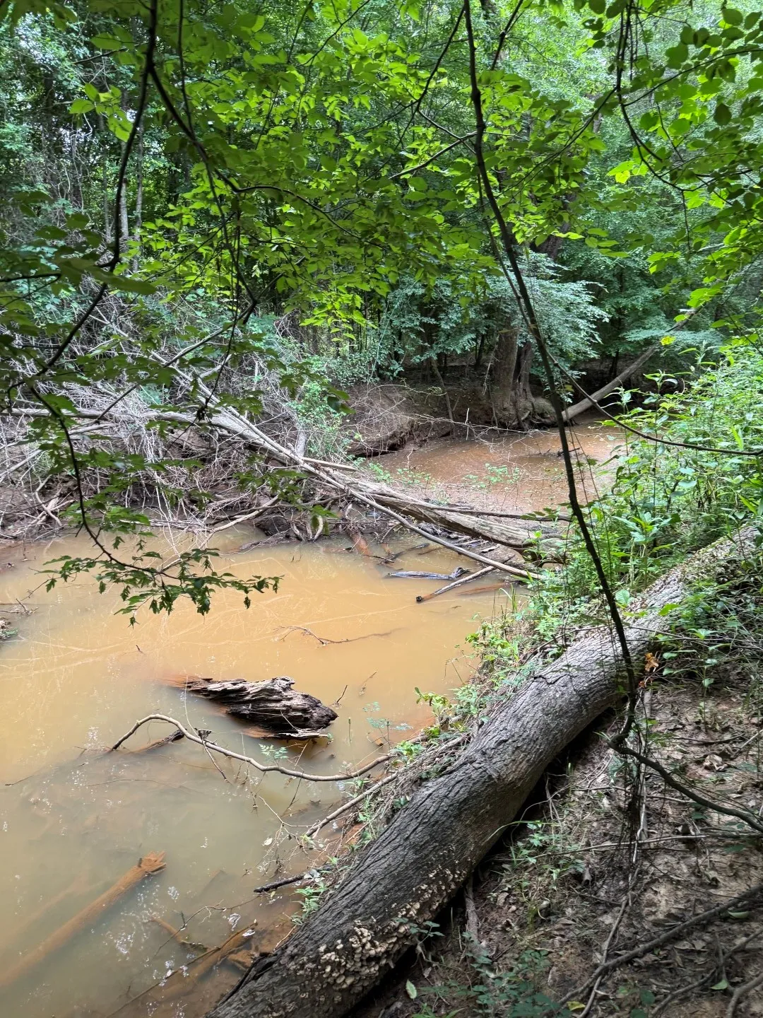 Unimproved Land For Sale in Upshur County , TBD HWY 259, Diana, Texas 75640, 0, 0, Garage spaces, 0 Sqft, built in 0, Price $474,750, mls#21274744, Real Estate Agent in Diana, Homes For Sale in Upshur county, Homes For Sale in Diana, Realtor in Diana Texas, Real Estate Brokerage Independent Realty Texas, Luminita Cordes Realtor