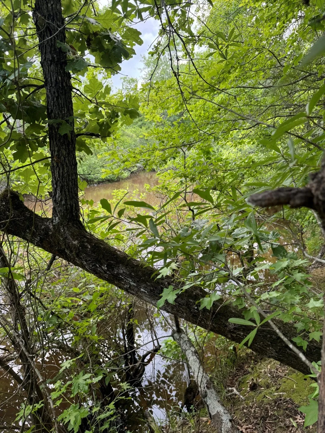 Unimproved Land For Sale in Upshur County , TBD HWY 259, Diana, Texas 75640, 0, 0, Garage spaces, 0 Sqft, built in 0, Price $474,750, mls#21274744, Real Estate Agent in Diana, Homes For Sale in Upshur county, Homes For Sale in Diana, Realtor in Diana Texas, Real Estate Brokerage Independent Realty Texas, Luminita Cordes Realtor