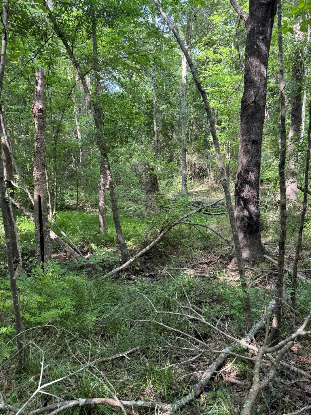 Unimproved Land For Sale in Upshur County , TBD HWY 259, Diana, Texas 75640, 0, 0, Garage spaces, 0 Sqft, built in 0, Price $474,750, mls#21274744, Real Estate Agent in Diana, Homes For Sale in Upshur county, Homes For Sale in Diana, Realtor in Diana Texas, Real Estate Brokerage Independent Realty Texas, Luminita Cordes Realtor