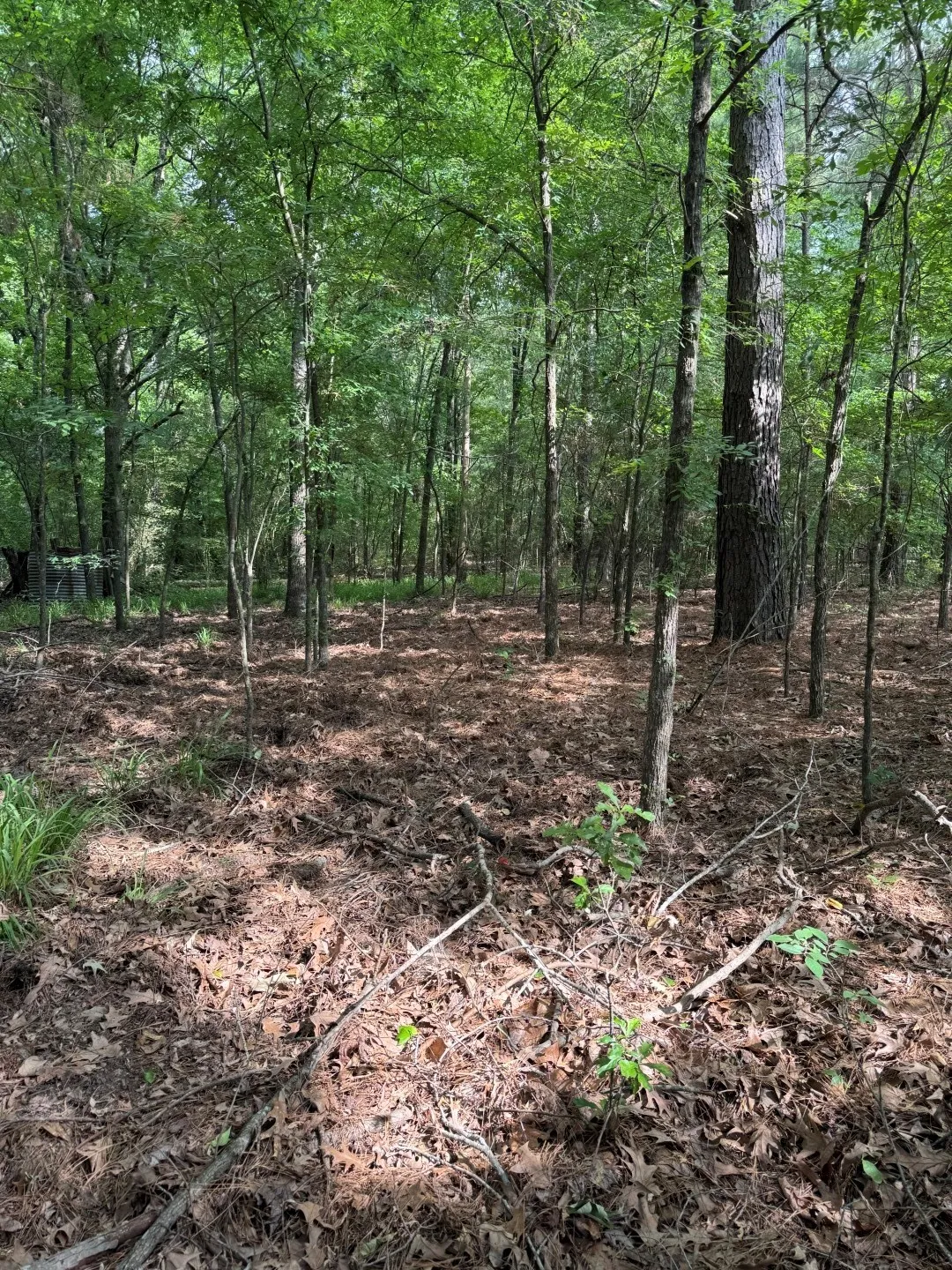 Unimproved Land For Sale in Upshur County , TBD HWY 259, Diana, Texas 75640, 0, 0, Garage spaces, 0 Sqft, built in 0, Price $474,750, mls#21274744, Real Estate Agent in Diana, Homes For Sale in Upshur county, Homes For Sale in Diana, Realtor in Diana Texas, Real Estate Brokerage Independent Realty Texas, Luminita Cordes Realtor
