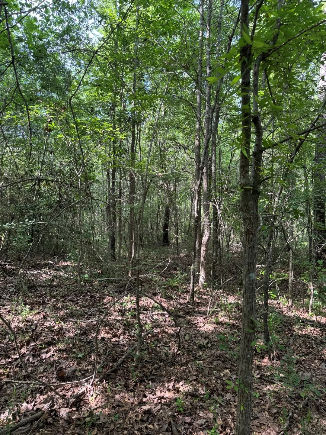 Unimproved Land For Sale in Upshur County , TBD HWY 259, Diana, Texas 75640, 0, 0, Garage spaces, 0 Sqft, built in 0, Price $474,750, mls#21274744, Real Estate Agent in Diana, Homes For Sale in Upshur county, Homes For Sale in Diana, Realtor in Diana Texas, Real Estate Brokerage Independent Realty Texas, Luminita Cordes Realtor
