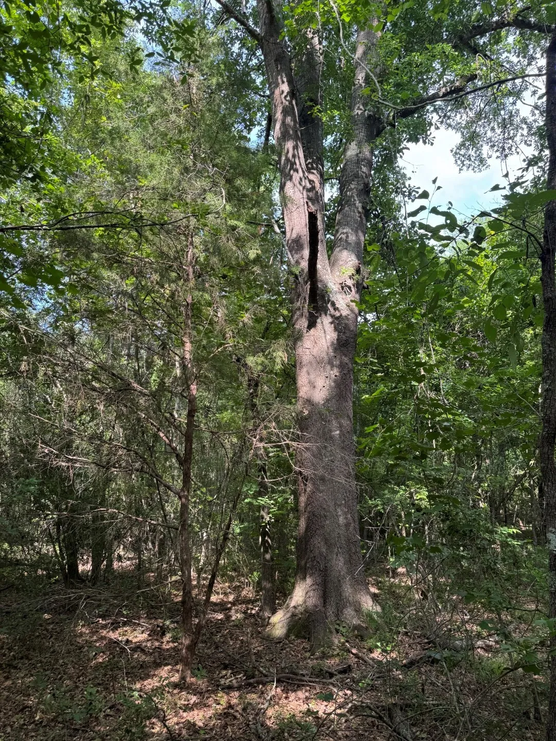 Unimproved Land For Sale in Upshur County , TBD HWY 259, Diana, Texas 75640, 0, 0, Garage spaces, 0 Sqft, built in 0, Price $474,750, mls#21274744, Real Estate Agent in Diana, Homes For Sale in Upshur county, Homes For Sale in Diana, Realtor in Diana Texas, Real Estate Brokerage Independent Realty Texas, Luminita Cordes Realtor