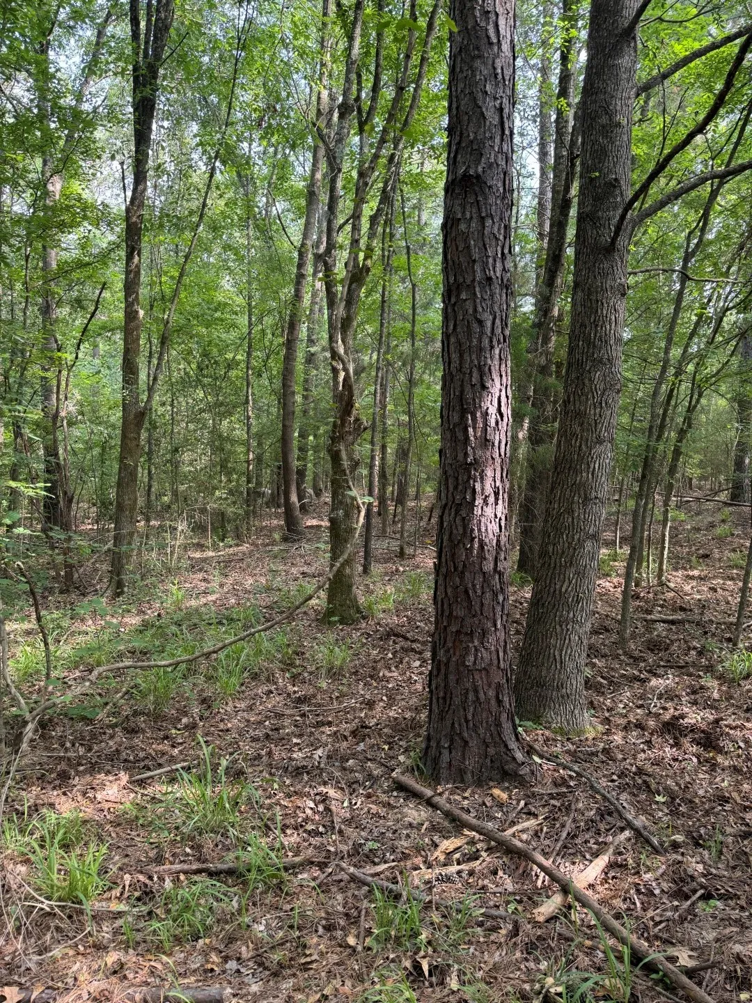 Unimproved Land For Sale in Upshur County , TBD HWY 259, Diana, Texas 75640, 0, 0, Garage spaces, 0 Sqft, built in 0, Price $474,750, mls#21274744, Real Estate Agent in Diana, Homes For Sale in Upshur county, Homes For Sale in Diana, Realtor in Diana Texas, Real Estate Brokerage Independent Realty Texas, Luminita Cordes Realtor