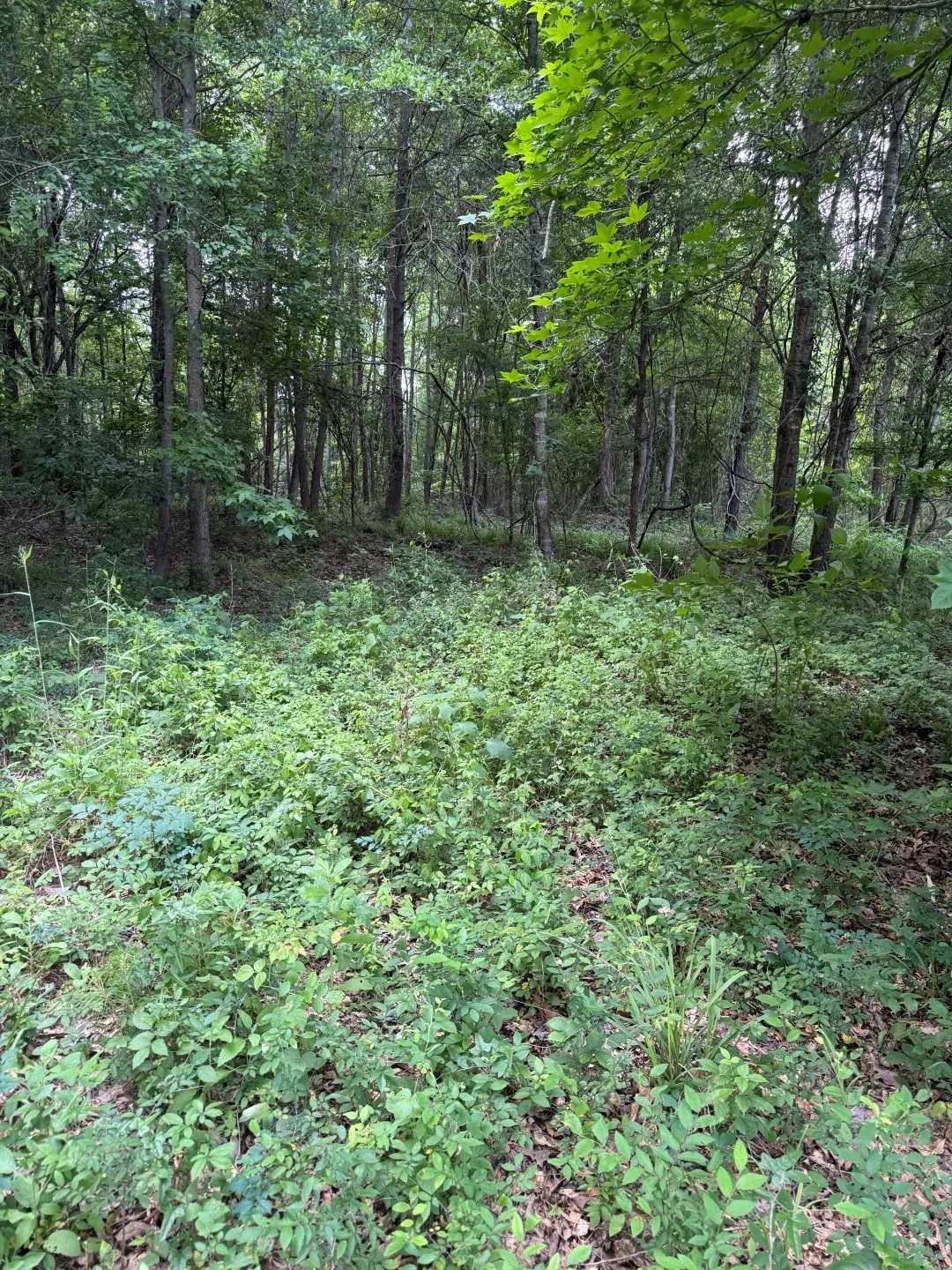 Unimproved Land For Sale in Upshur County , TBD HWY 259, Diana, Texas 75640, 0, 0, Garage spaces, 0 Sqft, built in 0, Price $474,750, mls#21274744, Real Estate Agent in Diana, Homes For Sale in Upshur county, Homes For Sale in Diana, Realtor in Diana Texas, Real Estate Brokerage Independent Realty Texas, Luminita Cordes Realtor