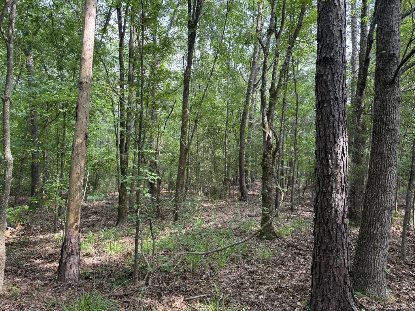 Unimproved Land For Sale in Upshur County , TBD HWY 259, Diana, Texas 75640, 0, 0, Garage spaces, 0 Sqft, built in 0, Price $474,750, mls#21274744, Real Estate Agent in Diana, Homes For Sale in Upshur county, Homes For Sale in Diana, Realtor in Diana Texas, Real Estate Brokerage Independent Realty Texas, Luminita Cordes Realtor