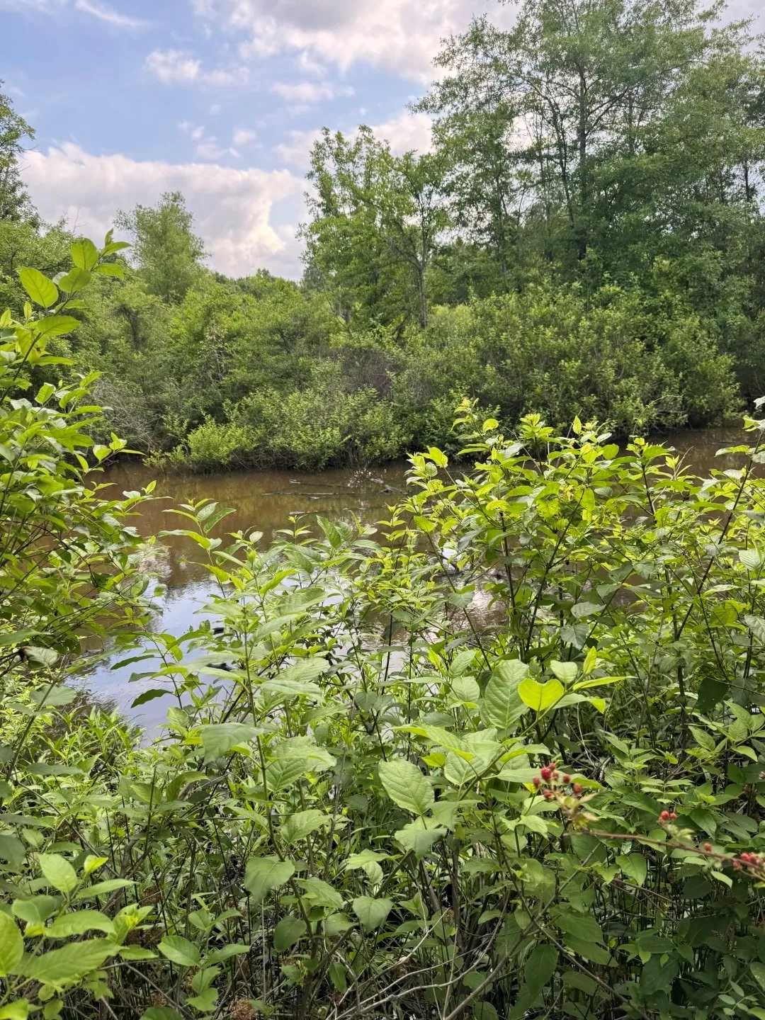 Unimproved Land For Sale in Upshur County , TBD HWY 259, Diana, Texas 75640, 0, 0, Garage spaces, 0 Sqft, built in 0, Price $474,750, mls#21274744, Real Estate Agent in Diana, Homes For Sale in Upshur county, Homes For Sale in Diana, Realtor in Diana Texas, Real Estate Brokerage Independent Realty Texas, Luminita Cordes Realtor