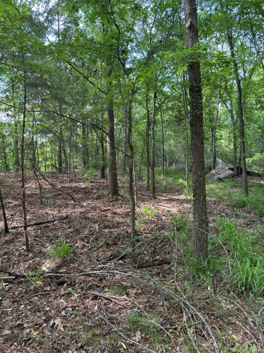 Unimproved Land For Sale in Upshur County , TBD HWY 259, Diana, Texas 75640, 0, 0, Garage spaces, 0 Sqft, built in 0, Price $474,750, mls#21274744, Real Estate Agent in Diana, Homes For Sale in Upshur county, Homes For Sale in Diana, Realtor in Diana Texas, Real Estate Brokerage Independent Realty Texas, Luminita Cordes Realtor