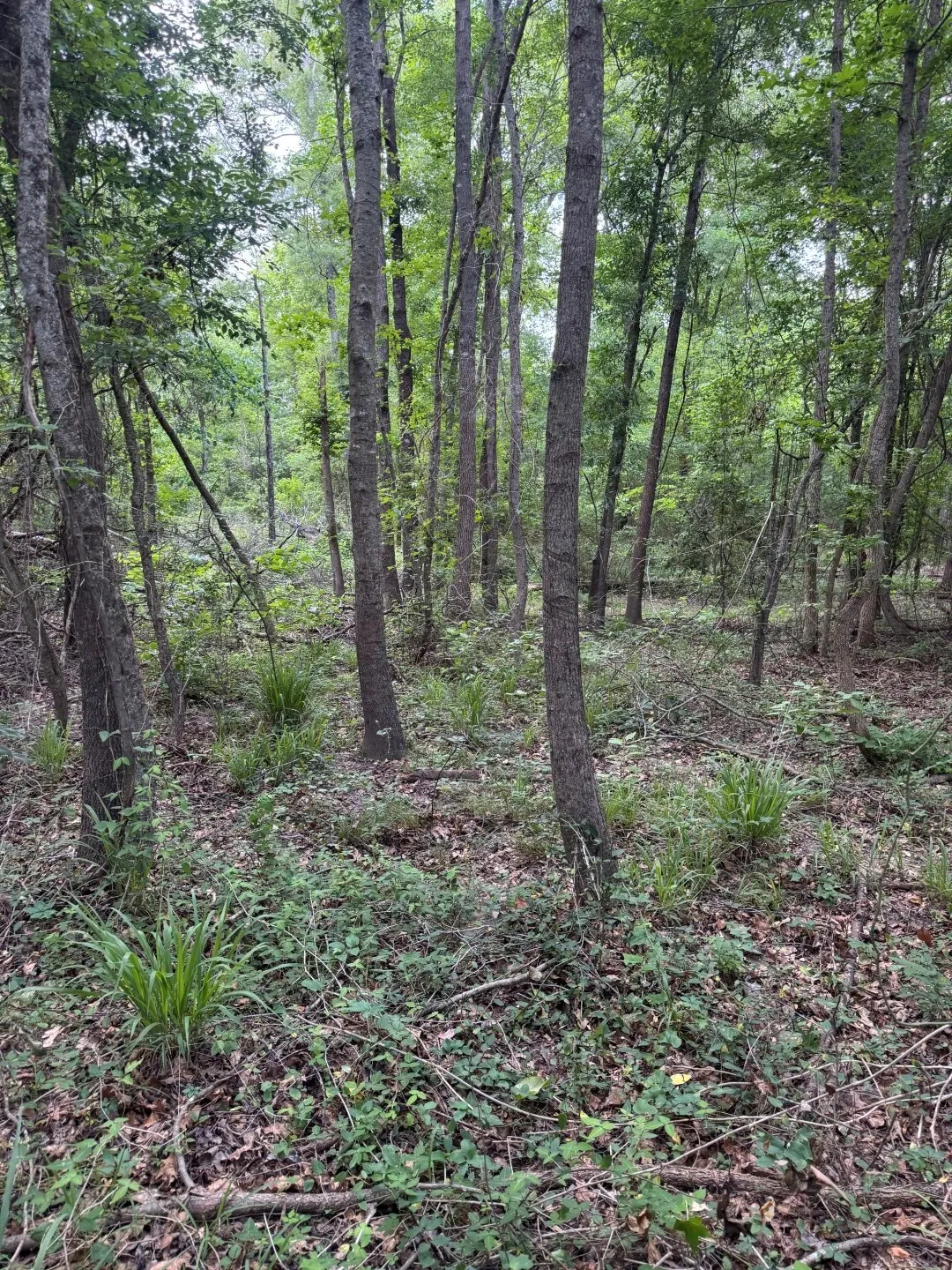 Unimproved Land For Sale in Upshur County , TBD HWY 259, Diana, Texas 75640, 0, 0, Garage spaces, 0 Sqft, built in 0, Price $474,750, mls#21274744, Real Estate Agent in Diana, Homes For Sale in Upshur county, Homes For Sale in Diana, Realtor in Diana Texas, Real Estate Brokerage Independent Realty Texas, Luminita Cordes Realtor