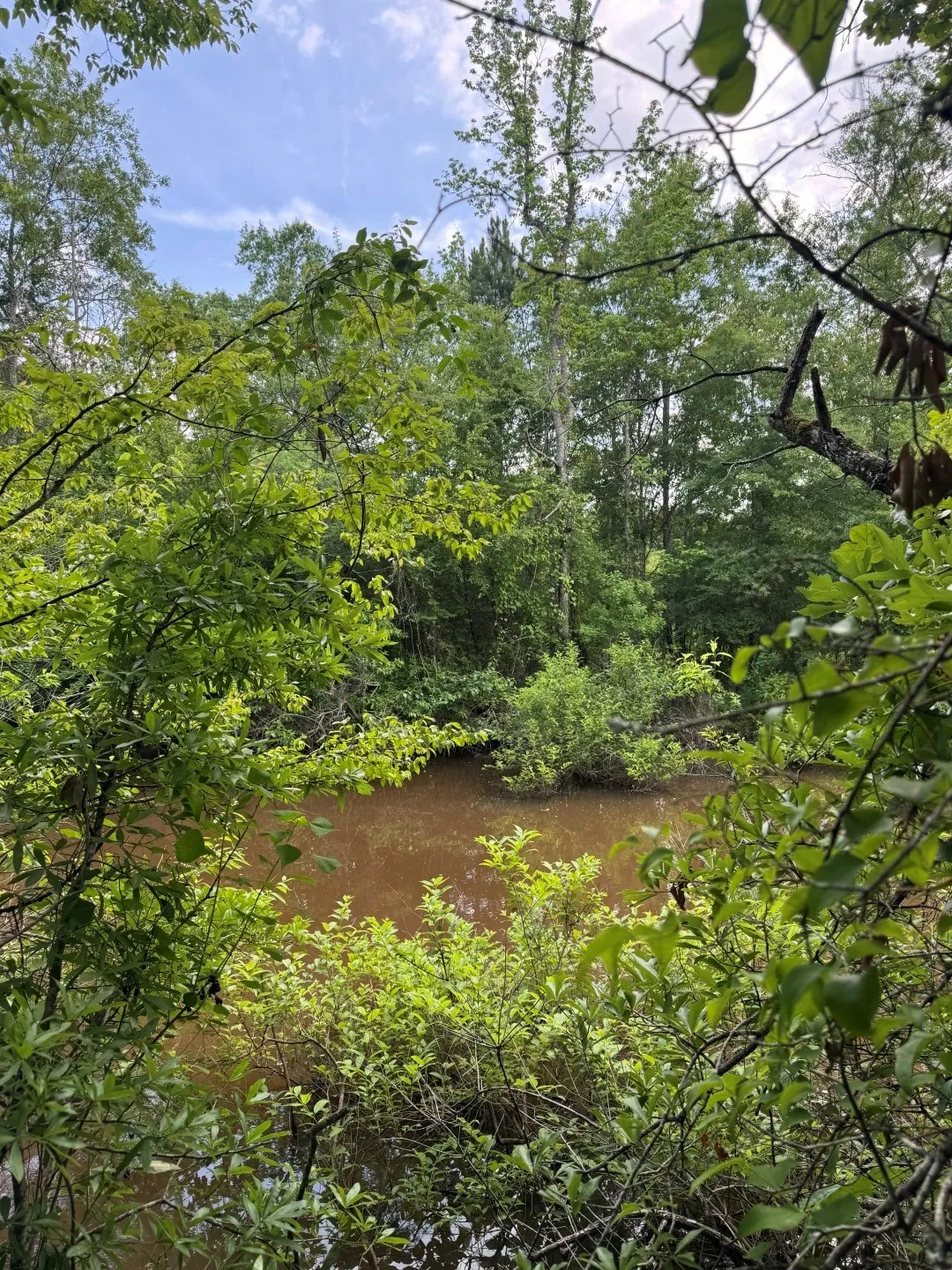 Unimproved Land For Sale in Upshur County , TBD HWY 259, Diana, Texas 75640, 0, 0, Garage spaces, 0 Sqft, built in 0, Price $474,750, mls#21274744, Real Estate Agent in Diana, Homes For Sale in Upshur county, Homes For Sale in Diana, Realtor in Diana Texas, Real Estate Brokerage Independent Realty Texas, Luminita Cordes Realtor