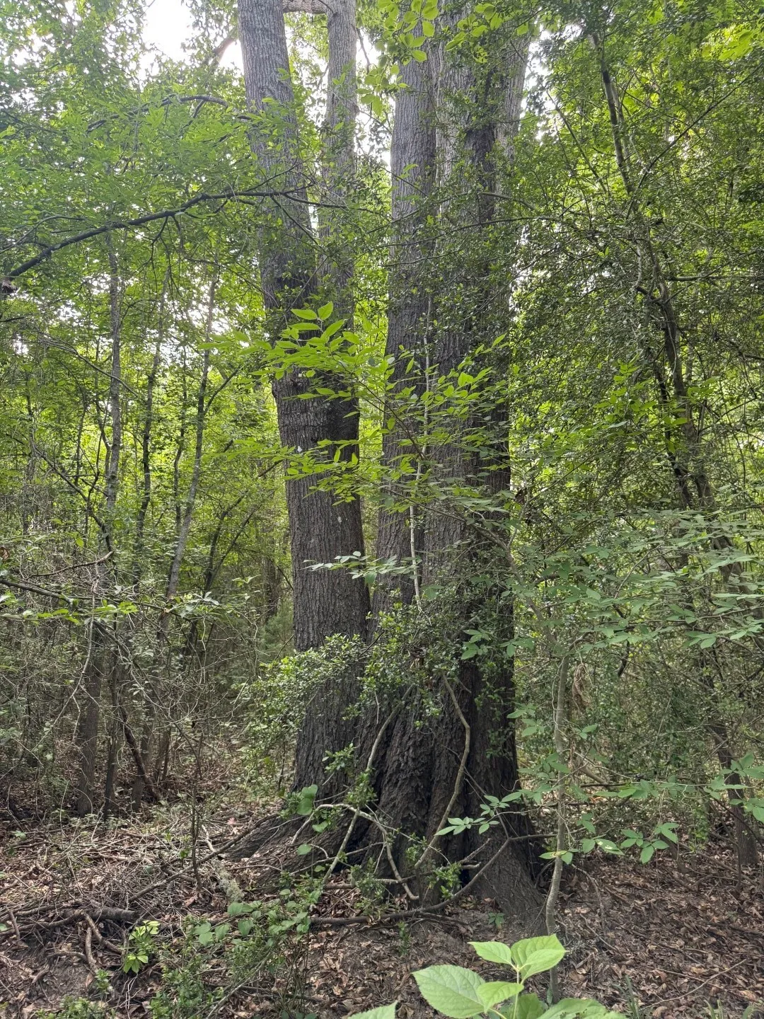 Unimproved Land For Sale in Upshur County , TBD HWY 259, Diana, Texas 75640, 0, 0, Garage spaces, 0 Sqft, built in 0, Price $474,750, mls#21274744, Real Estate Agent in Diana, Homes For Sale in Upshur county, Homes For Sale in Diana, Realtor in Diana Texas, Real Estate Brokerage Independent Realty Texas, Luminita Cordes Realtor