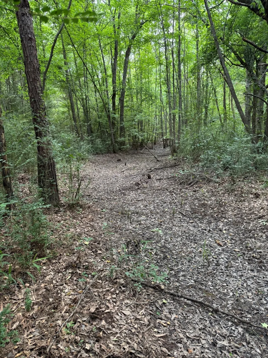 Unimproved Land For Sale in Upshur County , TBD HWY 259, Diana, Texas 75640, 0, 0, Garage spaces, 0 Sqft, built in 0, Price $474,750, mls#21274744, Real Estate Agent in Diana, Homes For Sale in Upshur county, Homes For Sale in Diana, Realtor in Diana Texas, Real Estate Brokerage Independent Realty Texas, Luminita Cordes Realtor
