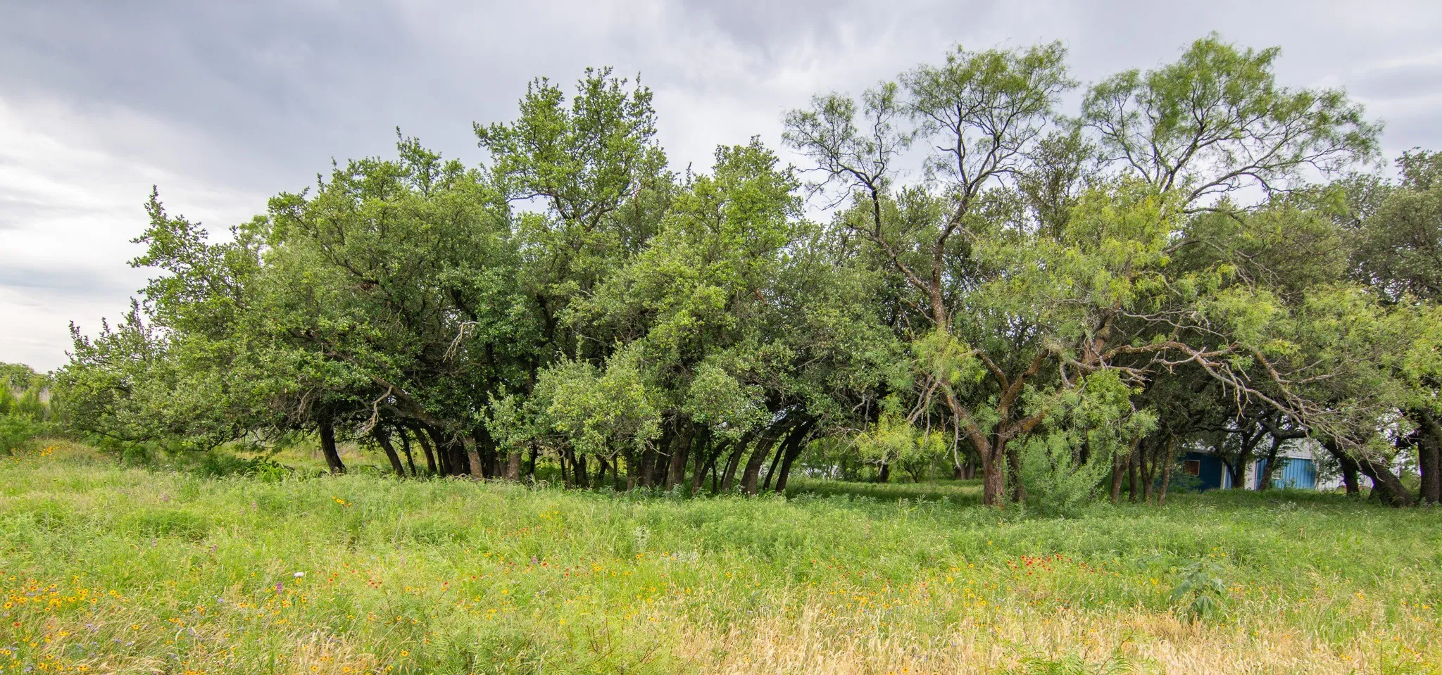 Farm For Sale in Brown County , 6187 Fm 586, Bangs, Texas 76823, 4 Bedroom, 3 Bathroom, 2 Garage spaces, 3,405 Sqft, built in 2007, mls#21274924, Real Estate Agent in Bangs, Homes For Sale in Brown county, Homes For Sale in Bangs, Realtor in Bangs Texas, Real Estate Brokerage Independent Realty Texas, Luminita Cordes Realtor