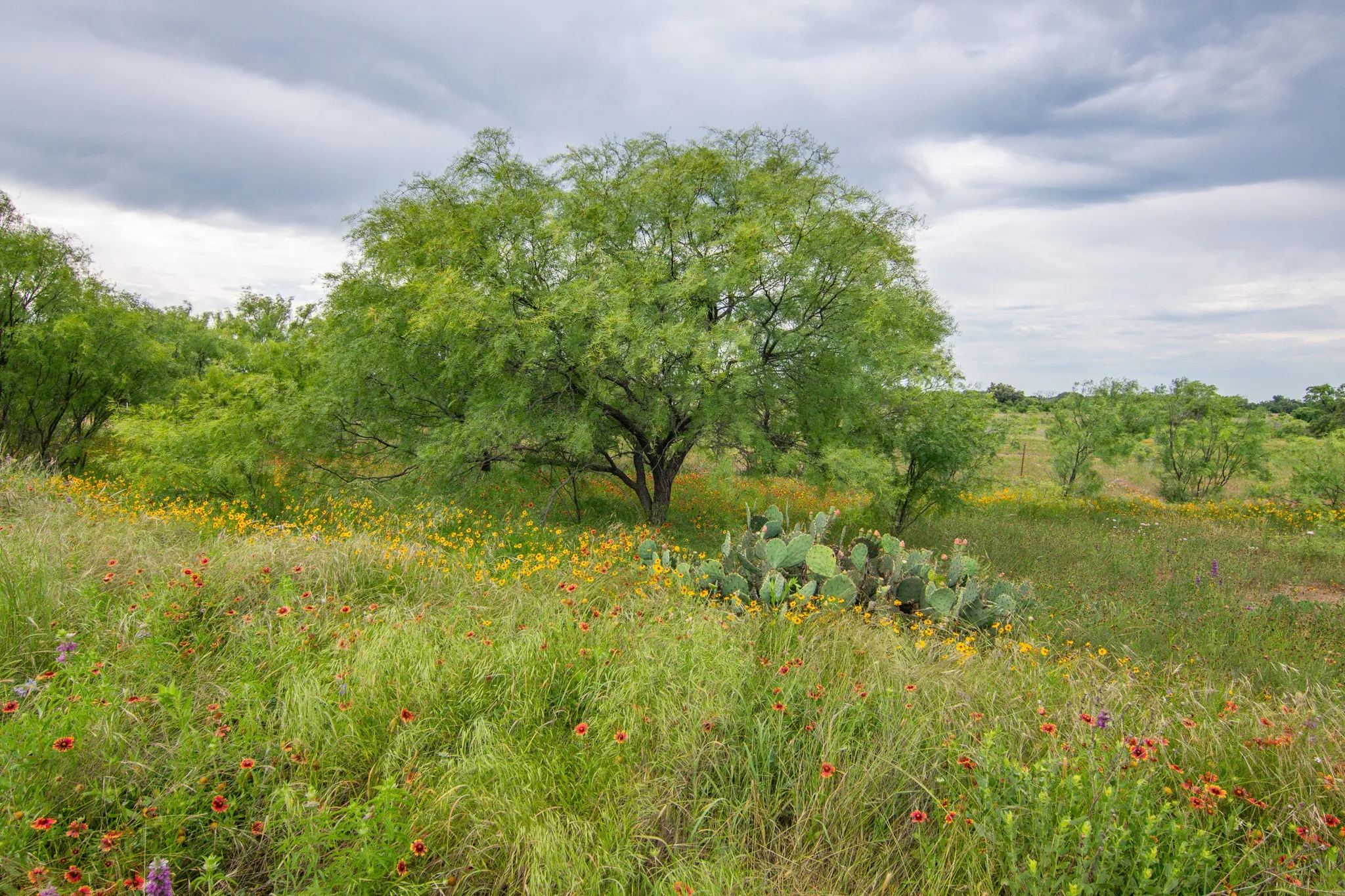 Farm For Sale in Brown County , 6187 Fm 586, Bangs, Texas 76823, 4 Bedroom, 3 Bathroom, 2 Garage spaces, 3,405 Sqft, built in 2007, mls#21274924, Real Estate Agent in Bangs, Homes For Sale in Brown county, Homes For Sale in Bangs, Realtor in Bangs Texas, Real Estate Brokerage Independent Realty Texas, Luminita Cordes Realtor