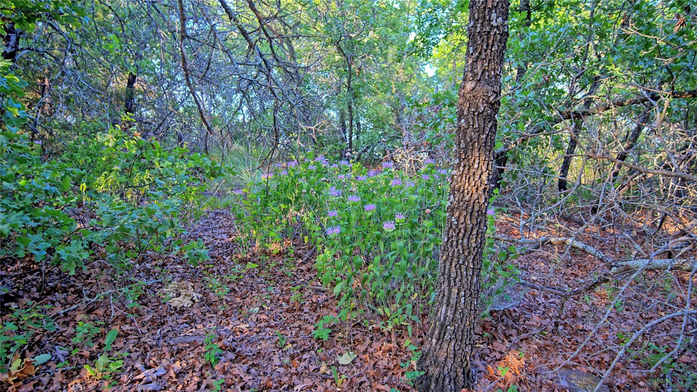 Unimproved Land For Sale in Montague County , TBD Scenic Hill Drive, Bowie, Texas 76230, 0, 0, Garage spaces, 0 Sqft, built in 0, Price $285,000, mls#21275075, Real Estate Agent in Bowie, Homes For Sale in Montague county, Homes For Sale in Bowie, Realtor in Bowie Texas, Real Estate Brokerage Independent Realty Texas, Luminita Cordes Realtor