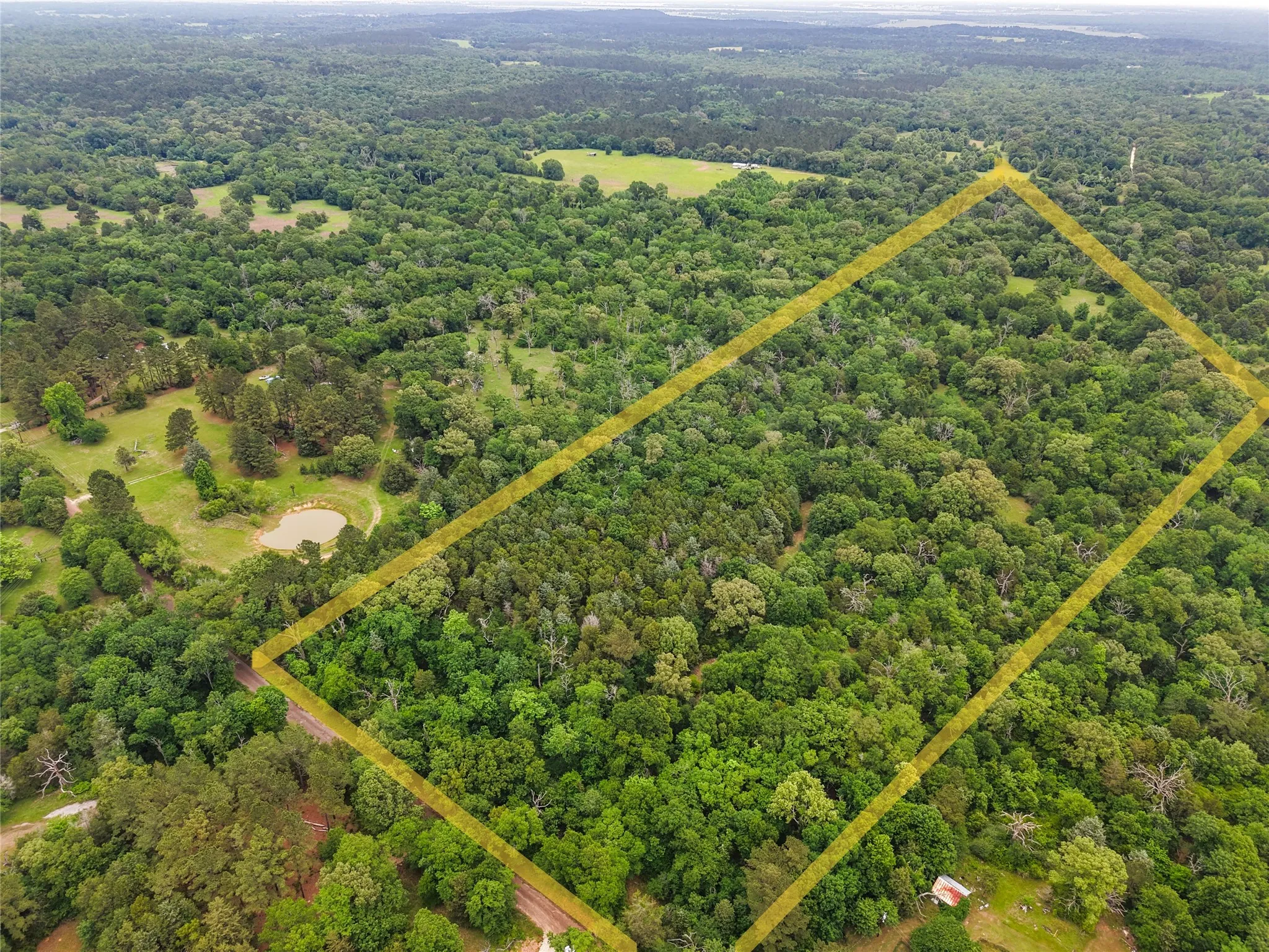 Expansive wooded acreage featuring diverse tree cover
