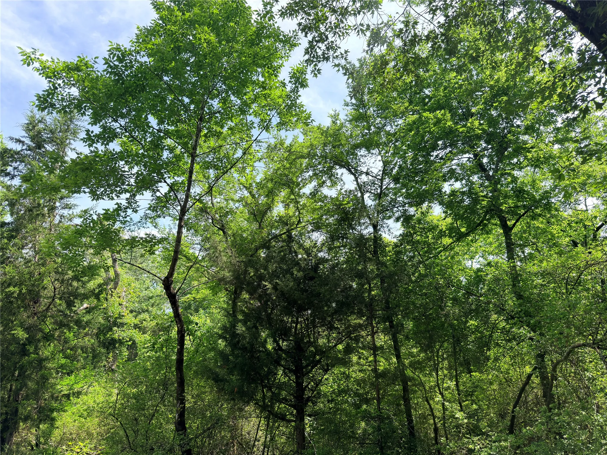 Mature trees with varied green foliage