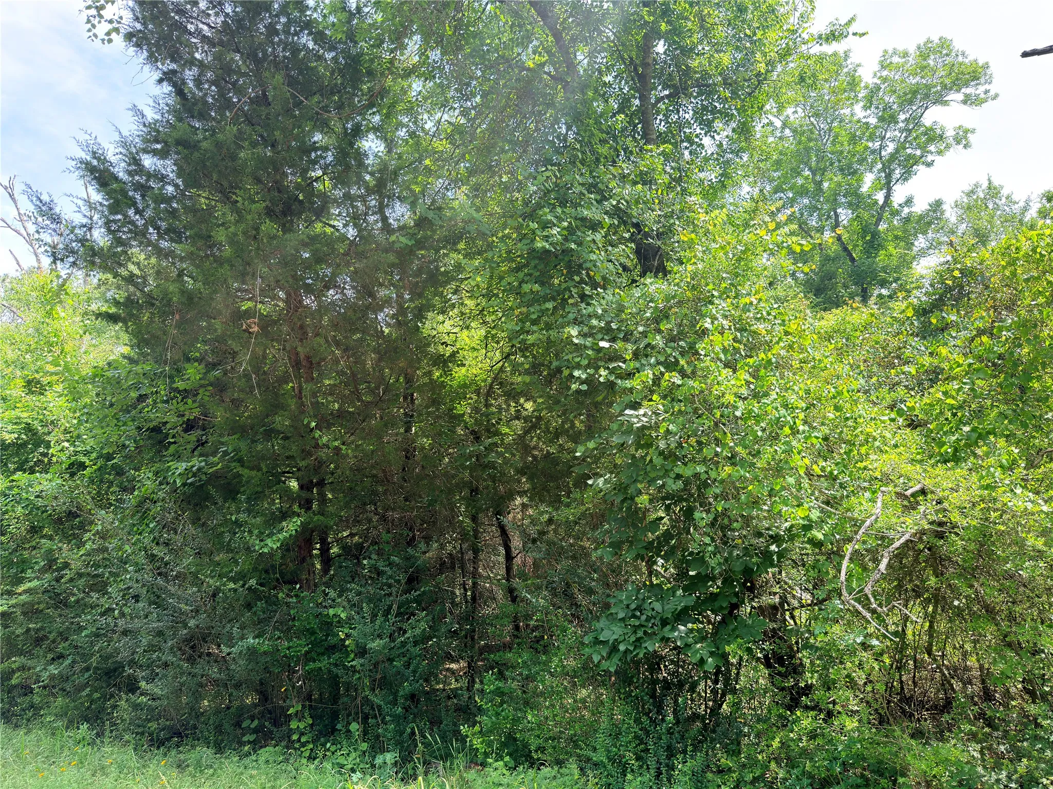 Heavily wooded lot featuring mature trees and diverse foliage