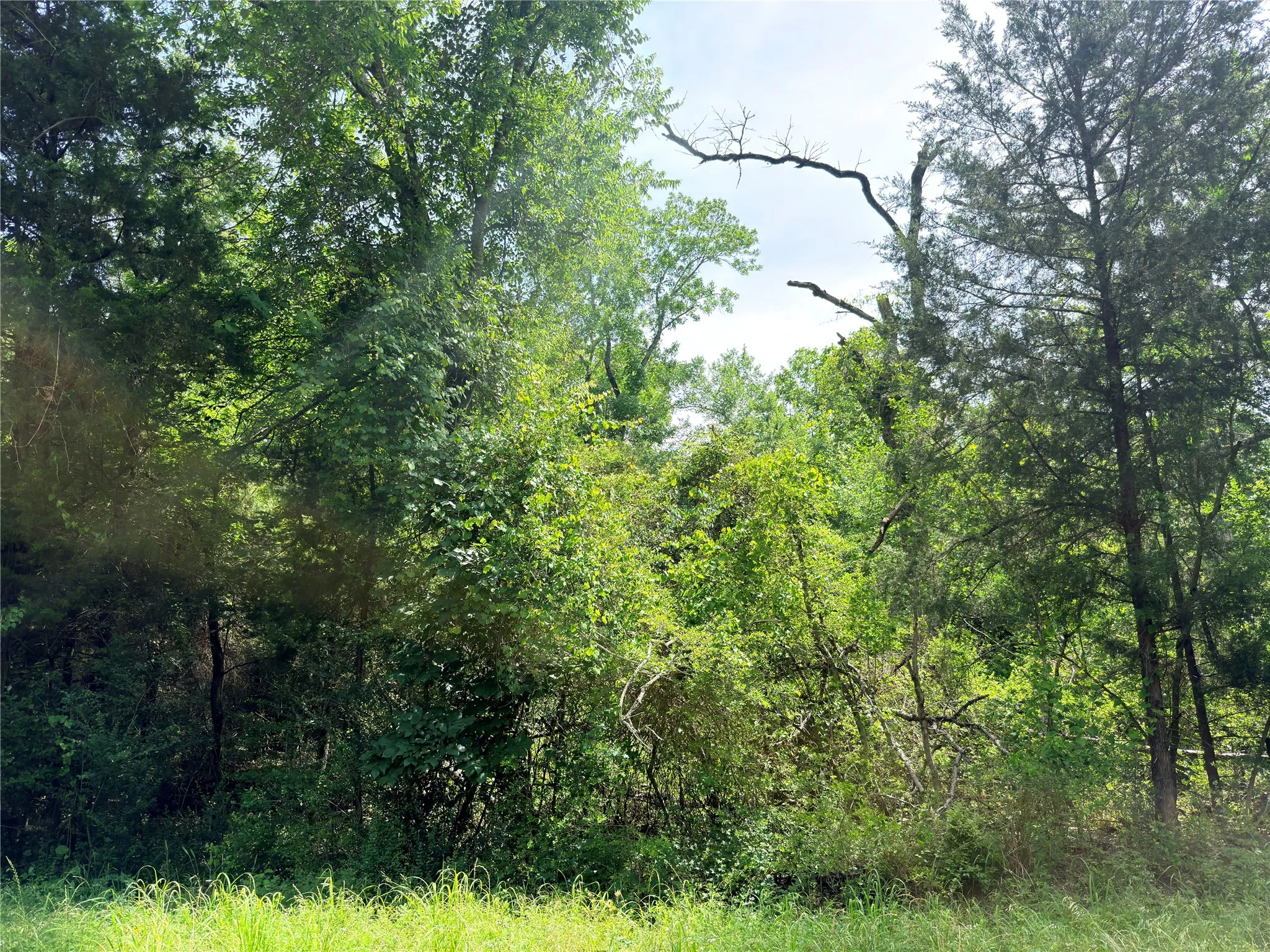 Wooded land featuring mature trees and lush green foliage