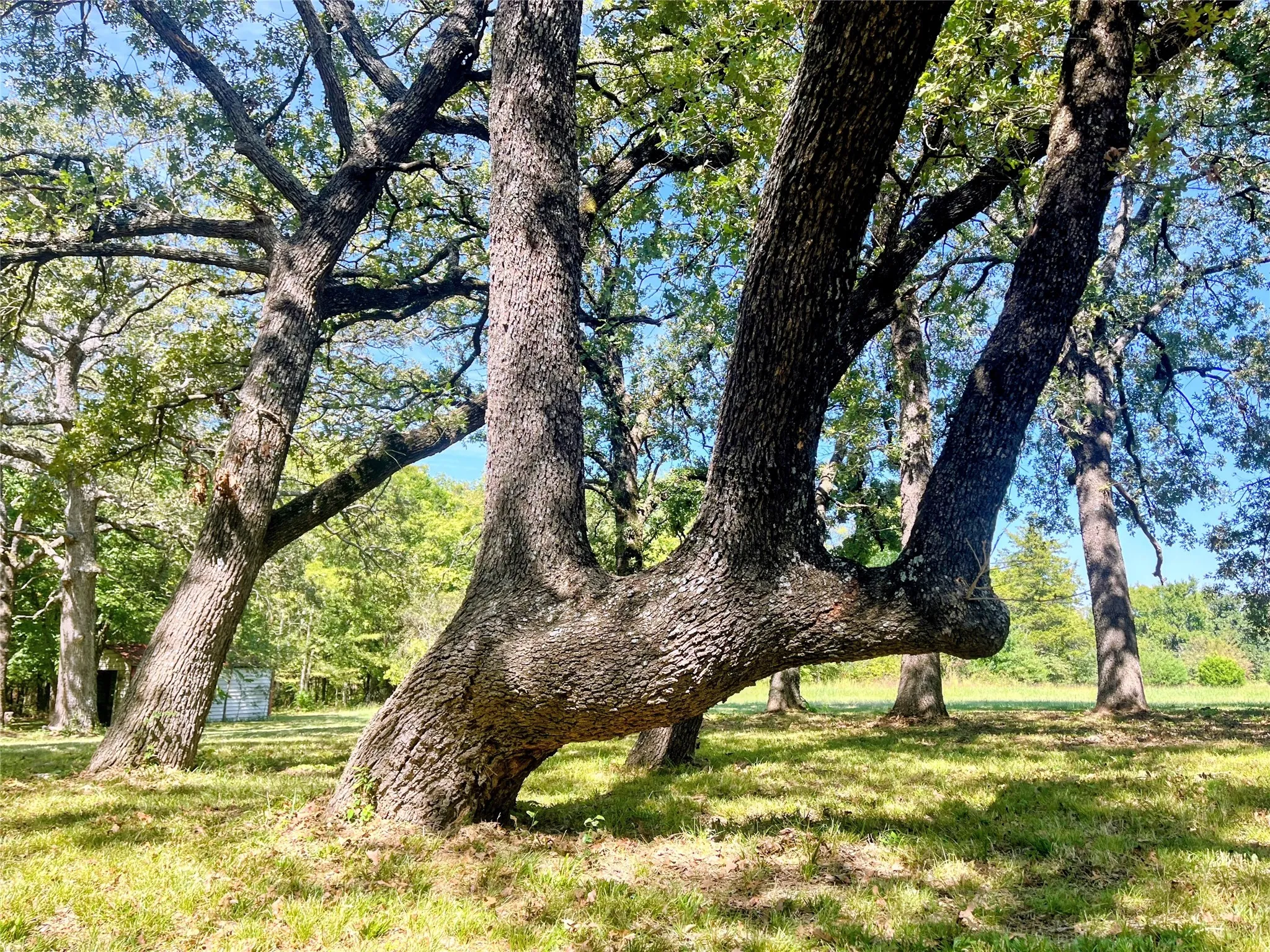 Registered Comanchee Marker Tree