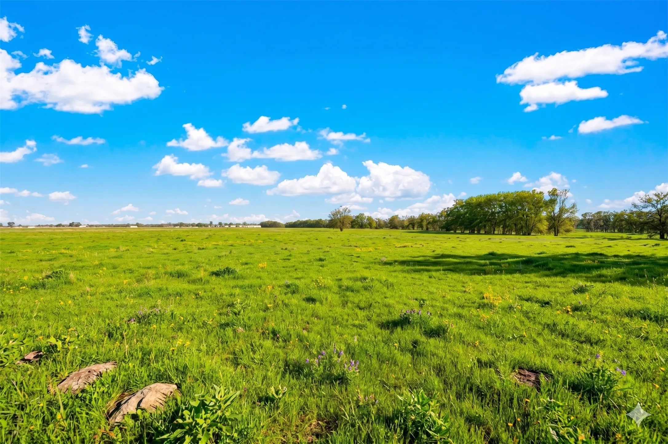 Expansive green pastureland with scattered trees in the distance