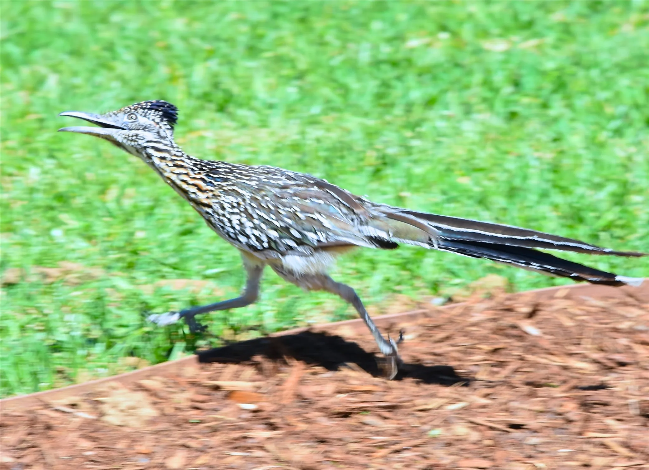 Beep! Beep! Watch for roadrunners darting across the streets here at The Hills.