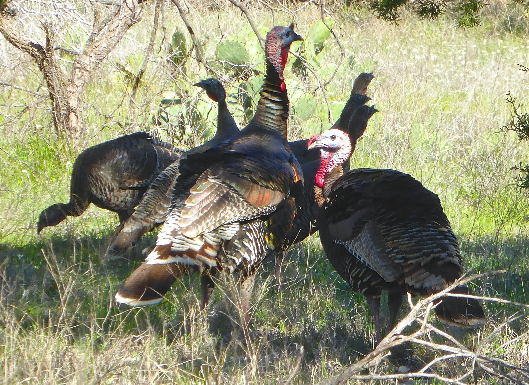 Turkey run WILD here at The Hills!