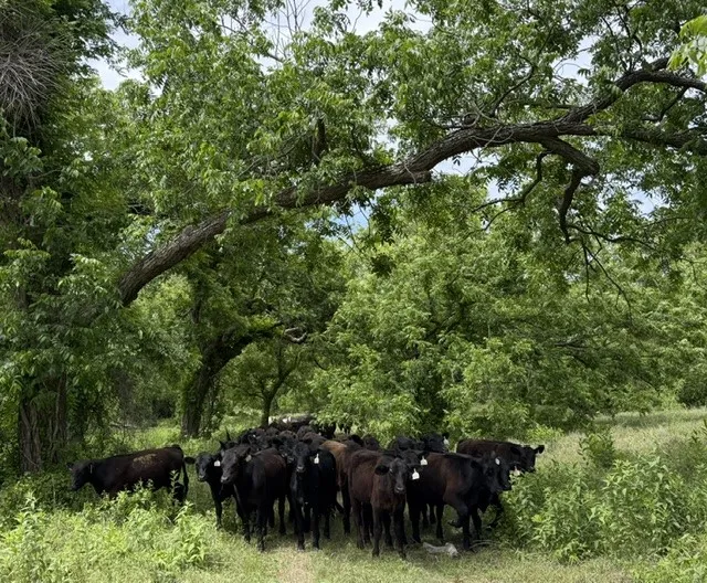 Ranch For Sale in Erath County , 7523 County Road 163, Stephenville, Texas 76401, 0, 0, Garage spaces, 0 Sqft, built in 1958, mls#21275825, Real Estate Agent in Stephenville, Homes For Sale in Erath county, Homes For Sale in Stephenville, Realtor in Stephenville Texas, Real Estate Brokerage Independent Realty Texas, Luminita Cordes Realtor