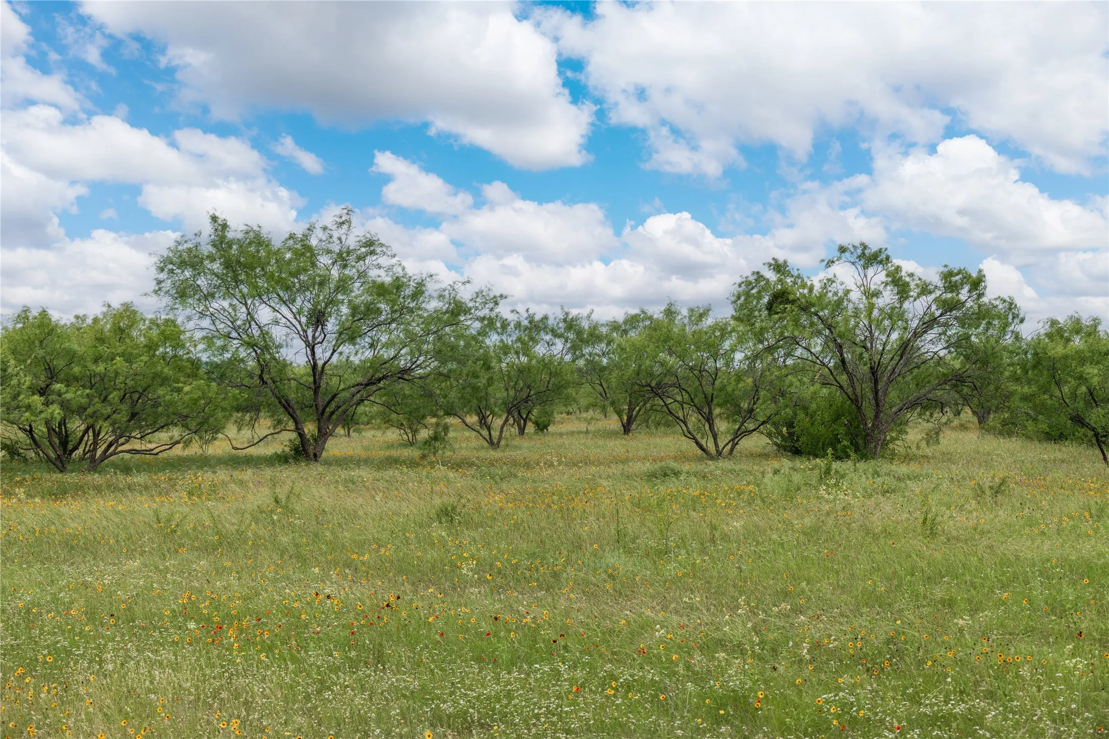Expansive natural landscape featuring scattered mature trees and ground cover with visible wildflowers
