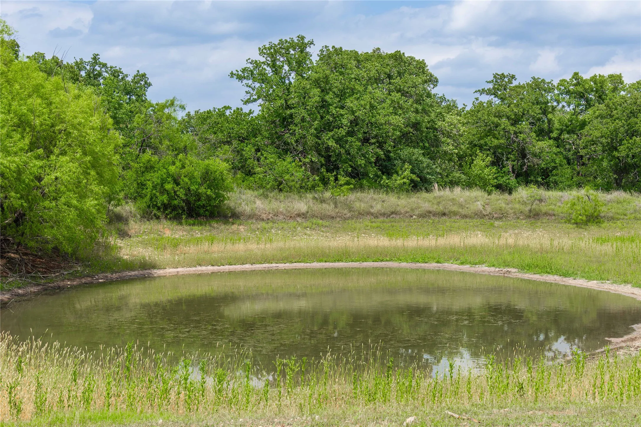Natural water feature surrounded by mature trees and native grasses