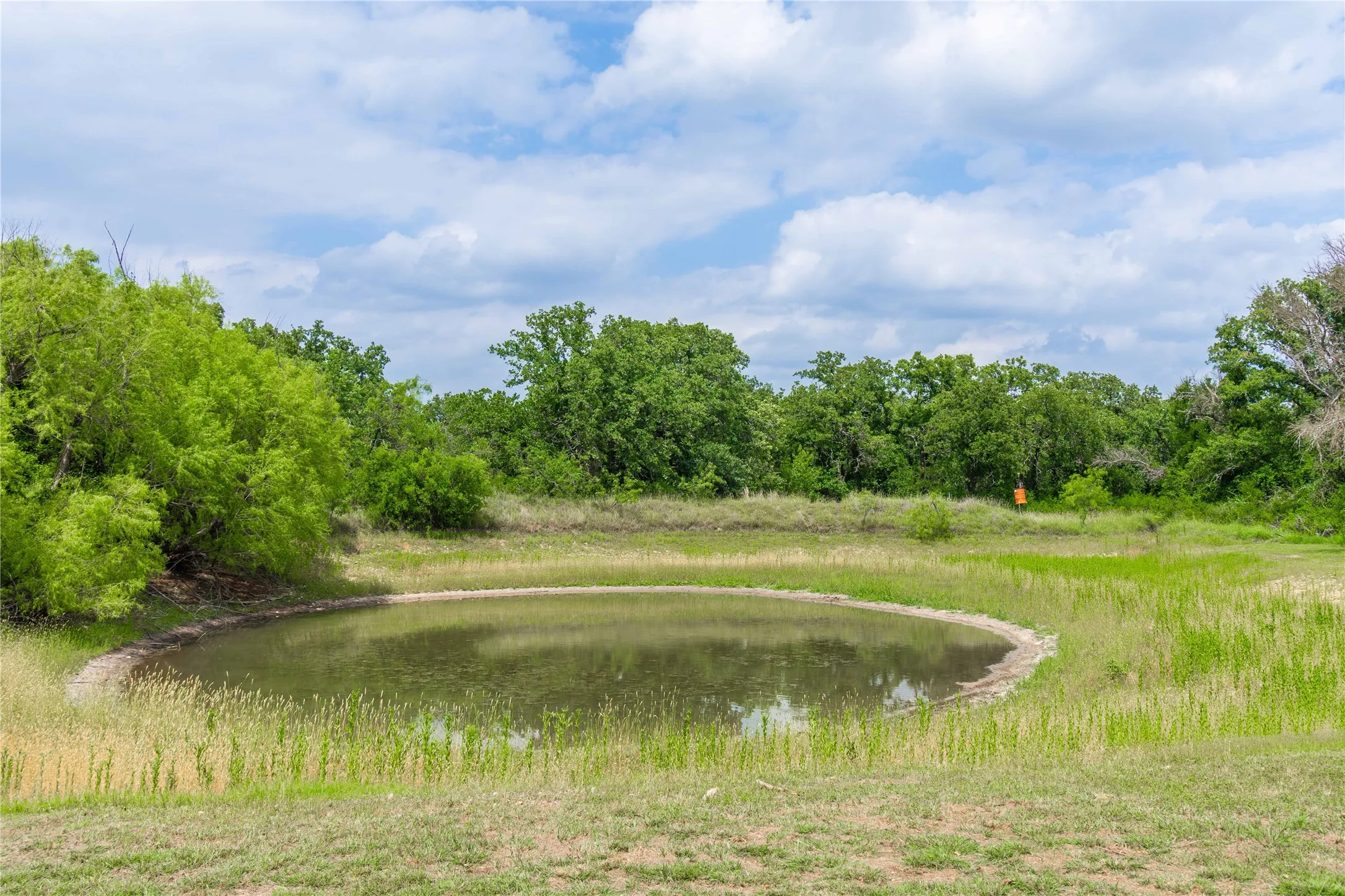 Natural pond feature surrounded by established trees and varied vegetation
