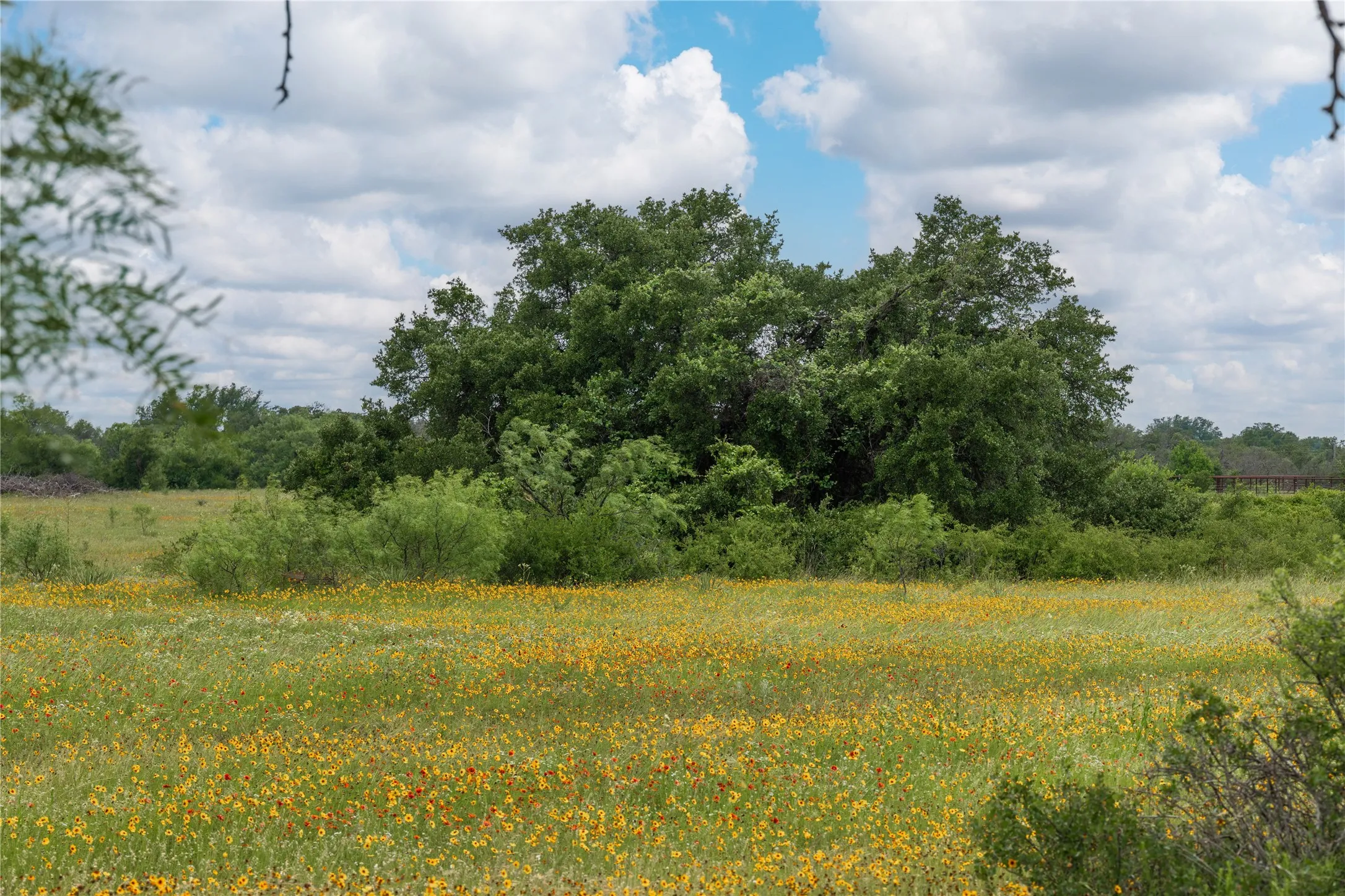 Expansive natural landscape featuring a field of yellow wildflowers, dense green foliage, and mature trees under a partially cloudy sky