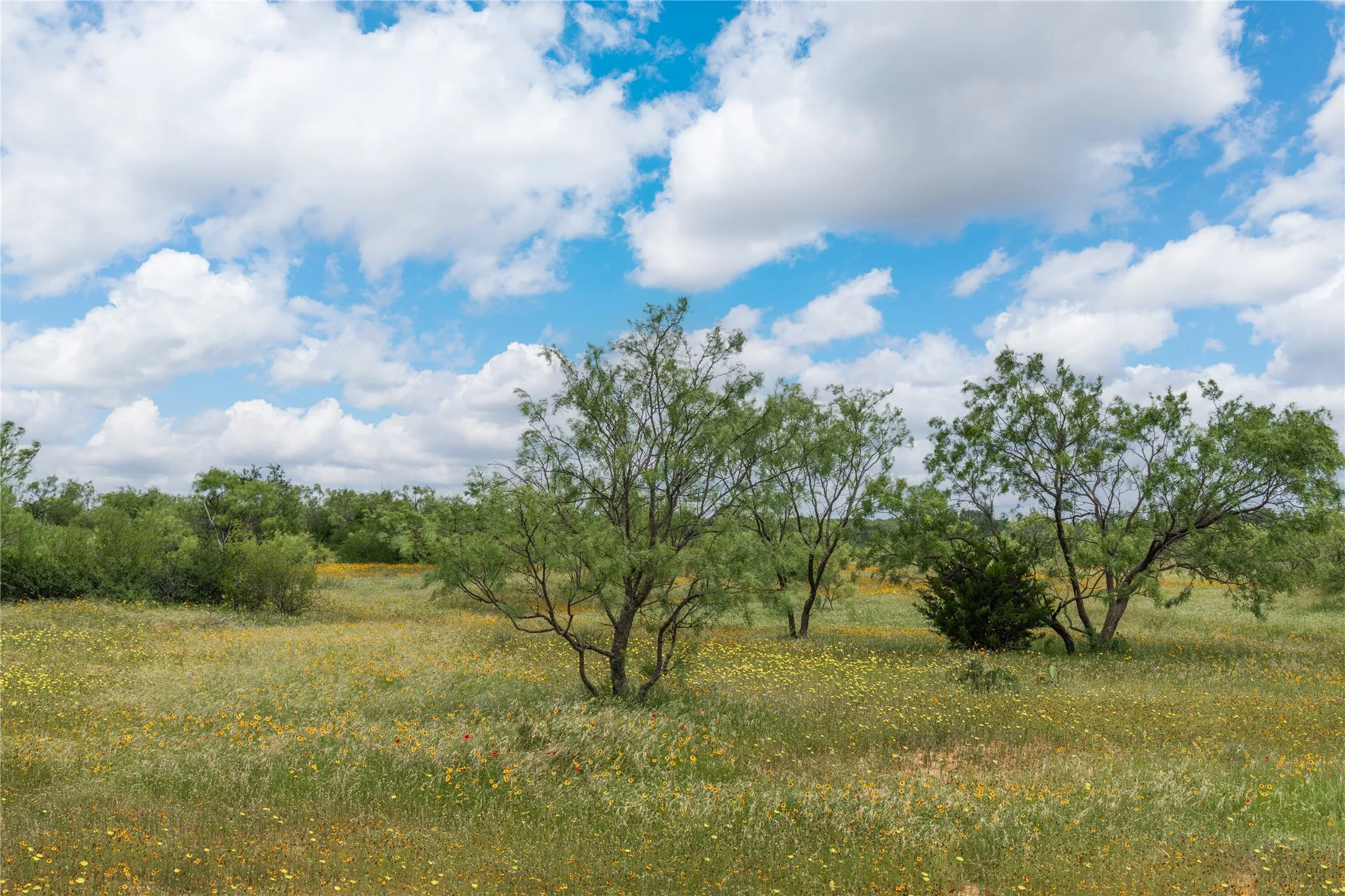 Expansive open land with scattered trees and a field of yellow wildflowers