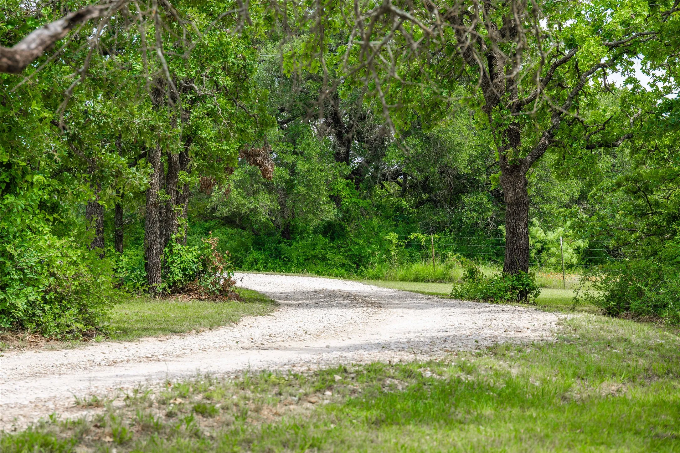 Gravel drive winding through mature trees and lush green foliage