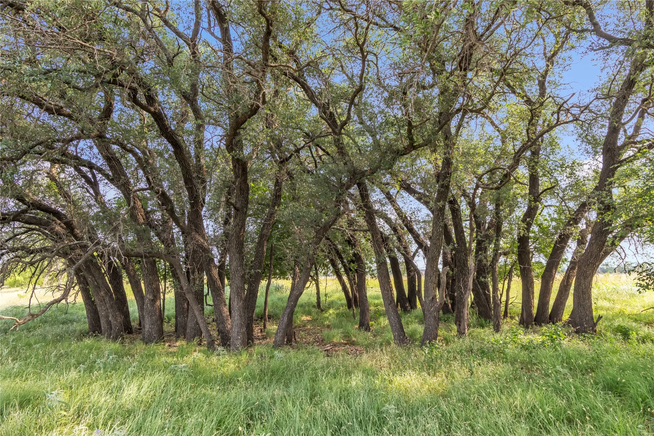 Ranch For Sale in Callahan County , 14175 State Highway 6, Moran, Texas 76464, 0, 0, Garage spaces, 0 Sqft, built in 0, Price $695,600, mls#21273557, Real Estate Agent in Moran, Homes For Sale in Callahan county, Homes For Sale in Moran, Realtor in Moran Texas, Real Estate Brokerage Independent Realty Texas, Luminita Cordes Realtor