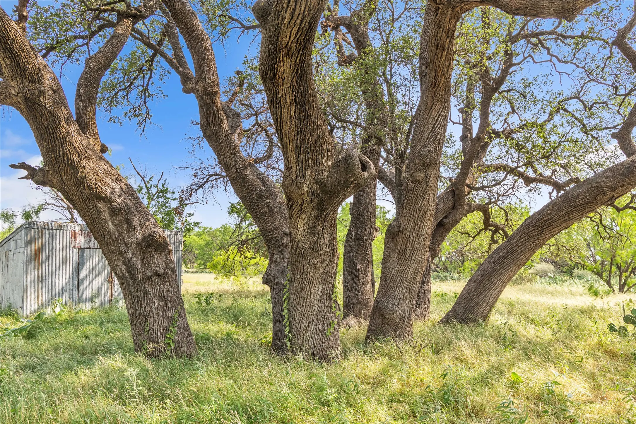 Ranch For Sale in Callahan County , 14175 State Highway 6, Moran, Texas 76464, 0, 0, Garage spaces, 0 Sqft, built in 0, Price $695,600, mls#21273557, Real Estate Agent in Moran, Homes For Sale in Callahan county, Homes For Sale in Moran, Realtor in Moran Texas, Real Estate Brokerage Independent Realty Texas, Luminita Cordes Realtor