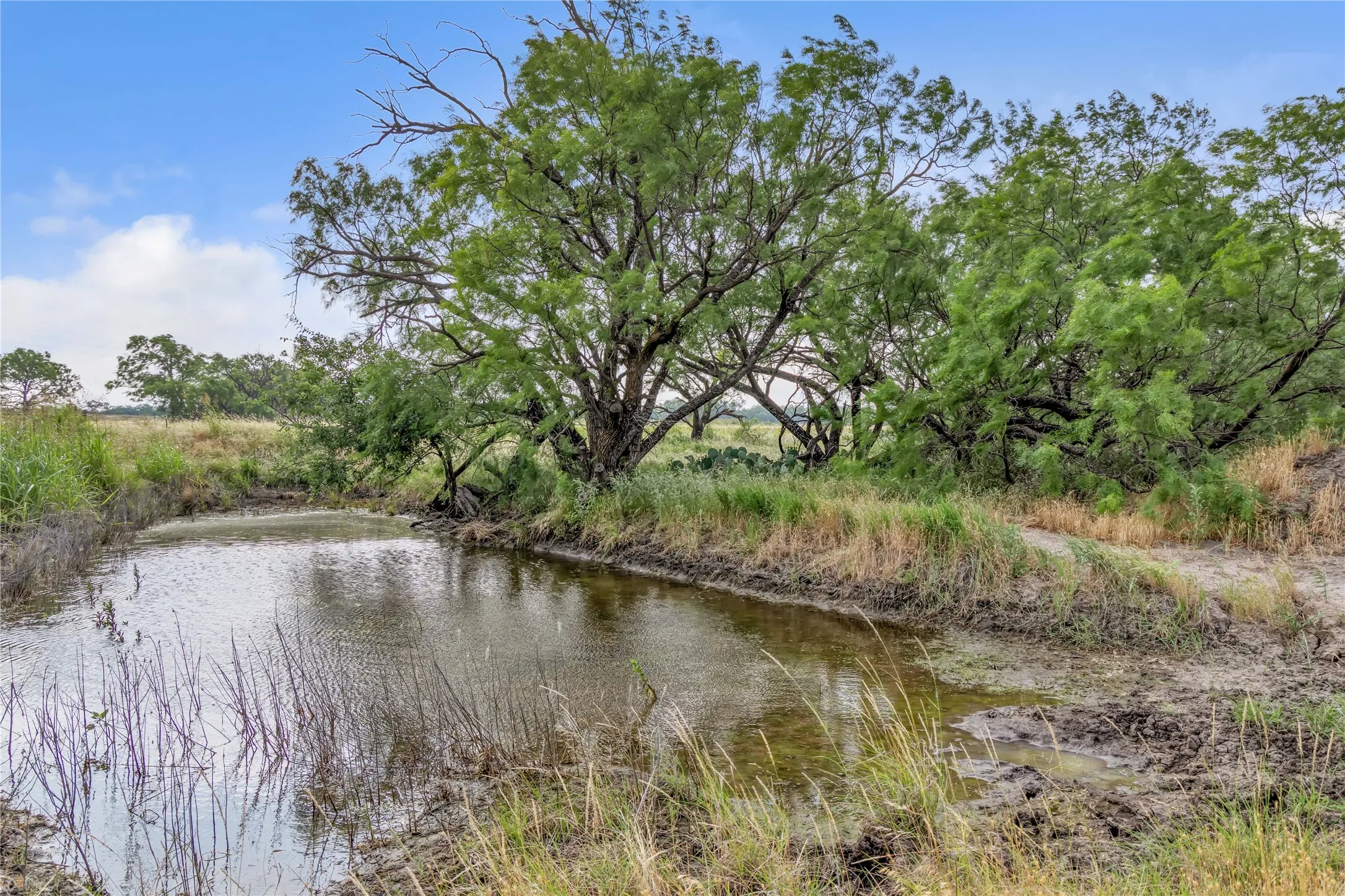 Ranch For Sale in Callahan County , 14175 State Highway 6, Moran, Texas 76464, 0, 0, Garage spaces, 0 Sqft, built in 0, Price $695,600, mls#21273557, Real Estate Agent in Moran, Homes For Sale in Callahan county, Homes For Sale in Moran, Realtor in Moran Texas, Real Estate Brokerage Independent Realty Texas, Luminita Cordes Realtor