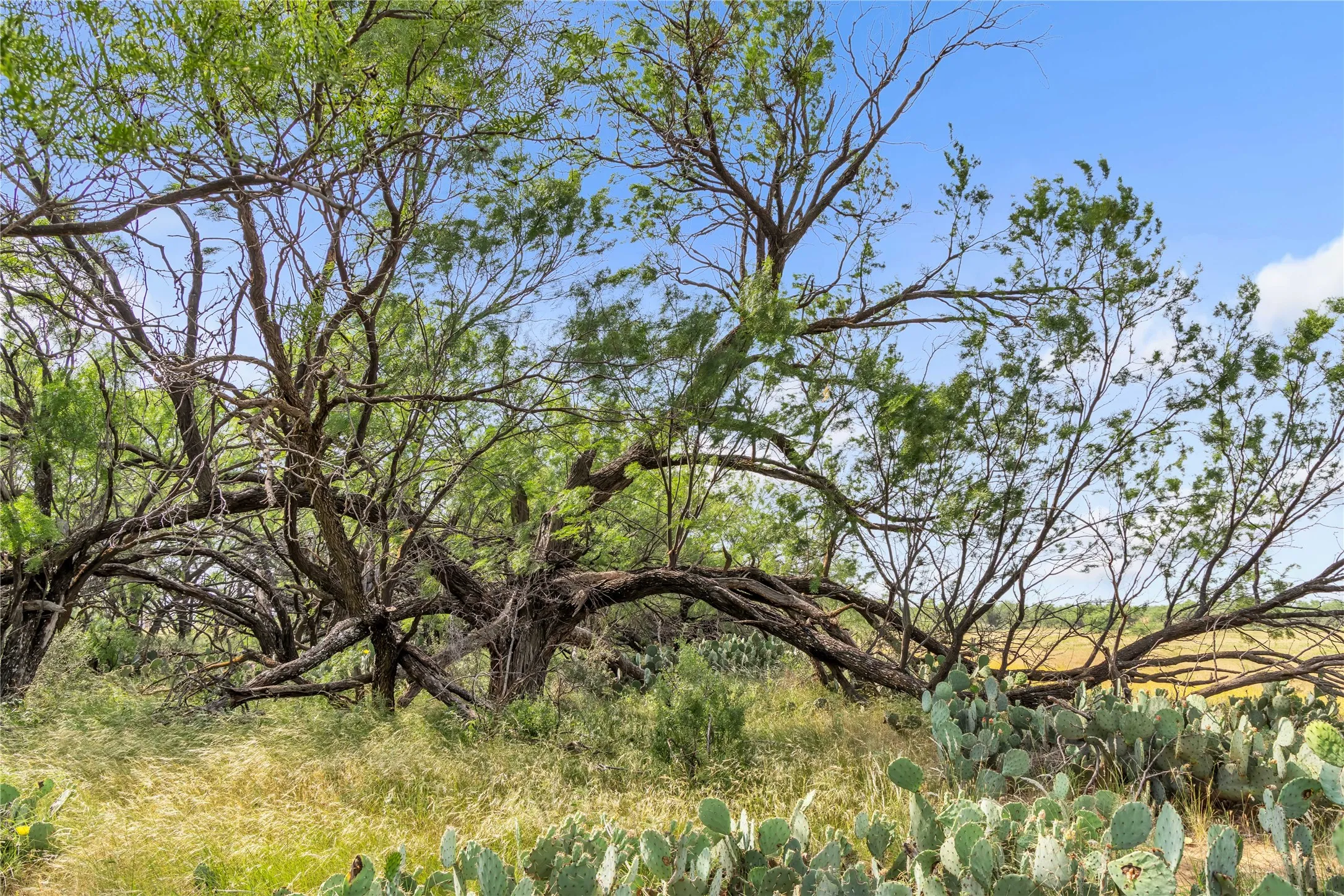 Ranch For Sale in Callahan County , 14175 State Highway 6, Moran, Texas 76464, 0, 0, Garage spaces, 0 Sqft, built in 0, Price $695,600, mls#21273557, Real Estate Agent in Moran, Homes For Sale in Callahan county, Homes For Sale in Moran, Realtor in Moran Texas, Real Estate Brokerage Independent Realty Texas, Luminita Cordes Realtor