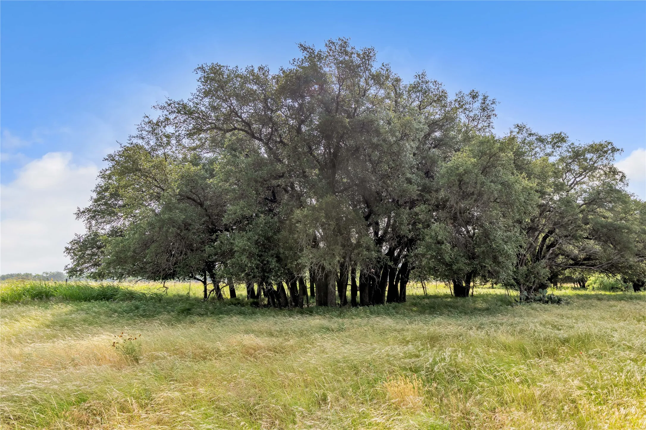 Ranch For Sale in Callahan County , 14175 State Highway 6, Moran, Texas 76464, 0, 0, Garage spaces, 0 Sqft, built in 0, Price $695,600, mls#21273557, Real Estate Agent in Moran, Homes For Sale in Callahan county, Homes For Sale in Moran, Realtor in Moran Texas, Real Estate Brokerage Independent Realty Texas, Luminita Cordes Realtor
