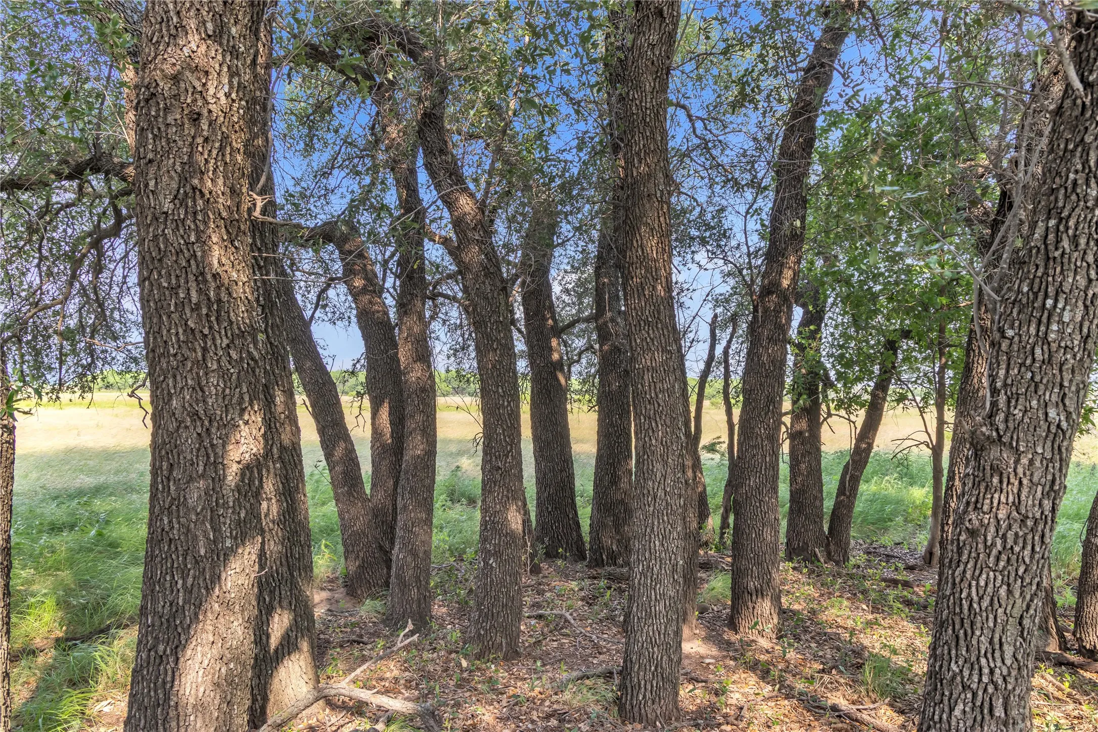 Ranch For Sale in Callahan County , 14175 State Highway 6, Moran, Texas 76464, 0, 0, Garage spaces, 0 Sqft, built in 0, Price $695,600, mls#21273557, Real Estate Agent in Moran, Homes For Sale in Callahan county, Homes For Sale in Moran, Realtor in Moran Texas, Real Estate Brokerage Independent Realty Texas, Luminita Cordes Realtor