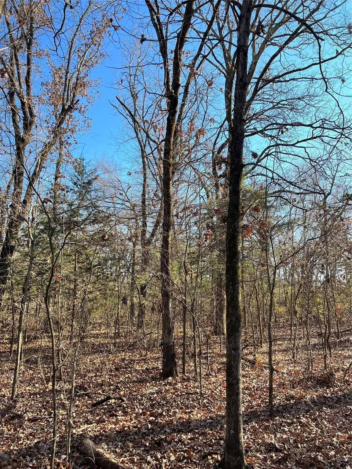 Ranch For Sale in Fannin County , TBD County Road 2415, Honey Grove, Texas 75446, 0, 0, Garage spaces, 0 Sqft, built in 0, mls#21273348, Real Estate Agent in Honey Grove, Homes For Sale in Fannin county, Homes For Sale in Honey Grove, Realtor in Honey Grove Texas, Real Estate Brokerage Independent Realty Texas, Luminita Cordes Realtor